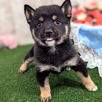 神奈川県の豆柴 (犬の家＆猫の里小田原店/2026年1月13日生まれ/女の子/黒)の子犬の4枚目の画像