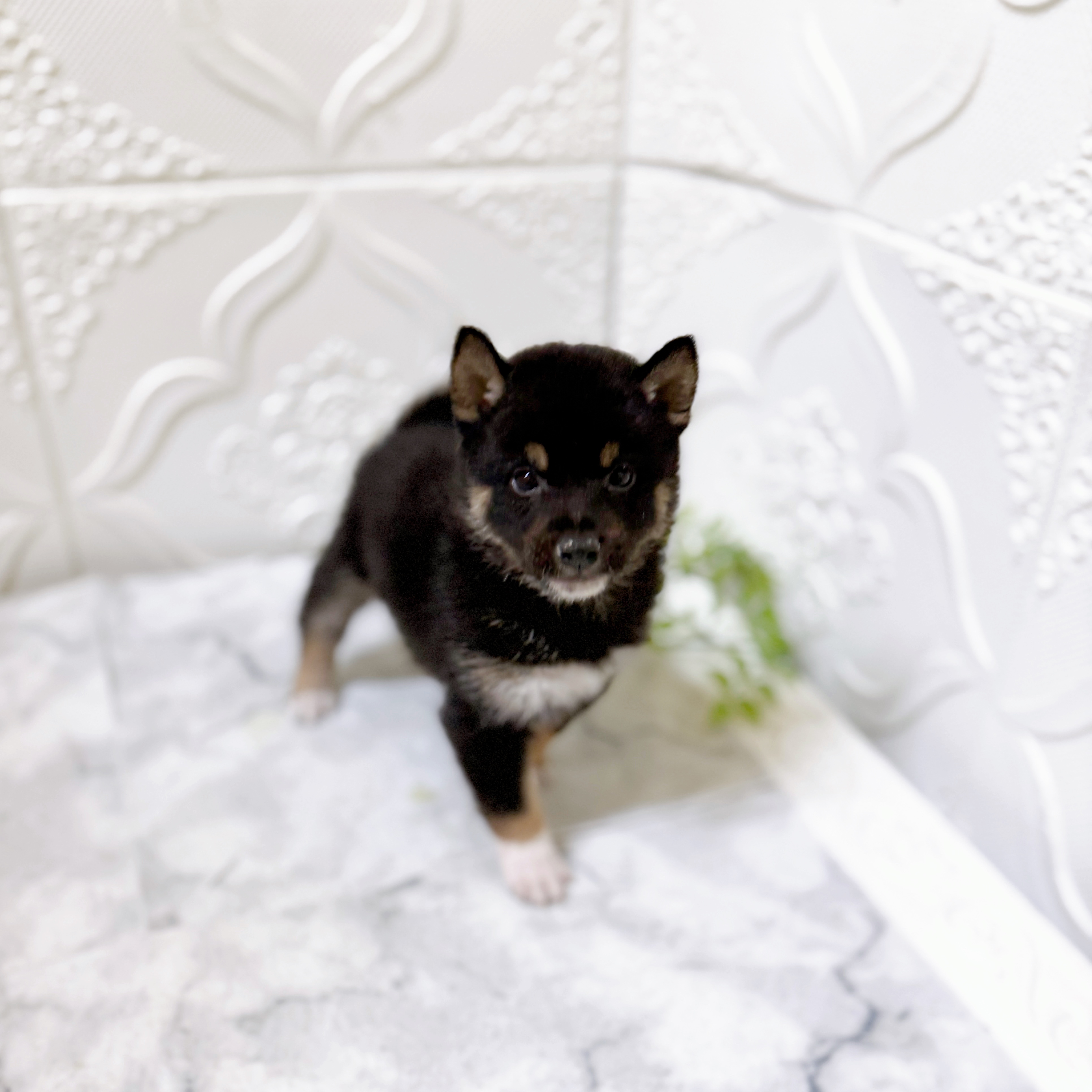 愛知県の豆柴 (犬の家＆猫の里岡崎店/2026年1月13日生まれ/男の子/黒)の子犬の4枚目の画像