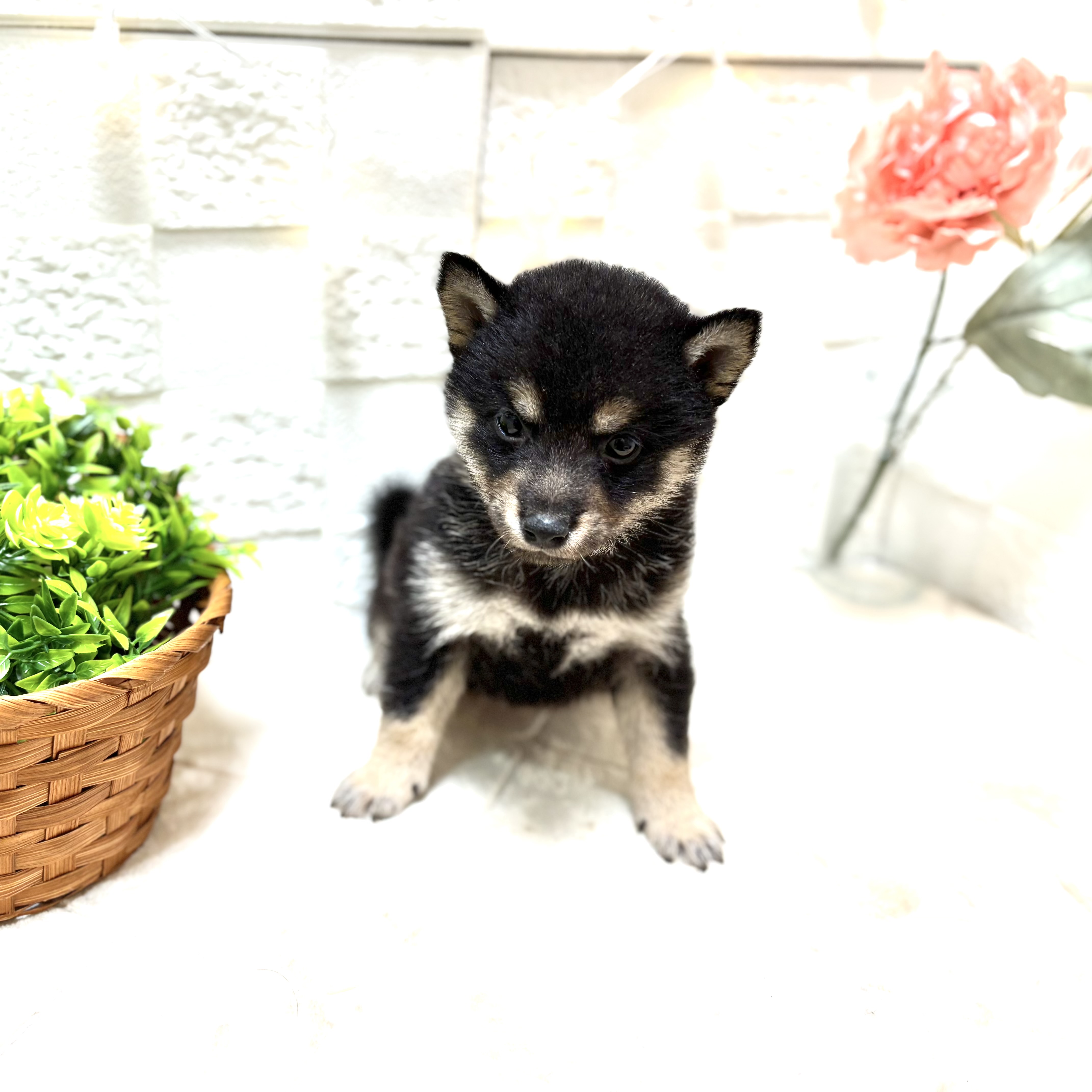 東京都の豆柴 (犬の家＆猫の里ペットフォレスト小平店/2026年1月13日生まれ/男の子/黒)の子犬の4枚目の画像