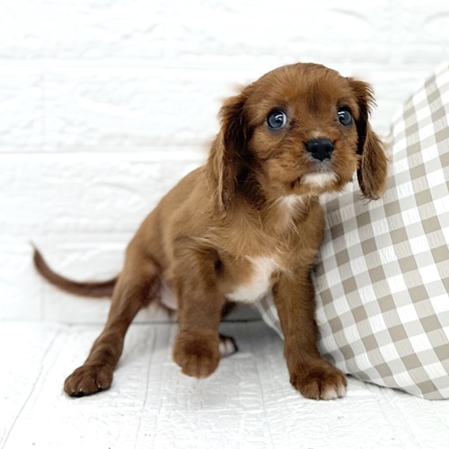 愛知県のキャバリアキングチャールズスパニエル (犬の家＆猫の里豊川インター店/2026年1月13日生まれ/女の子/ルビーホワイト)の子犬の4枚目の画像