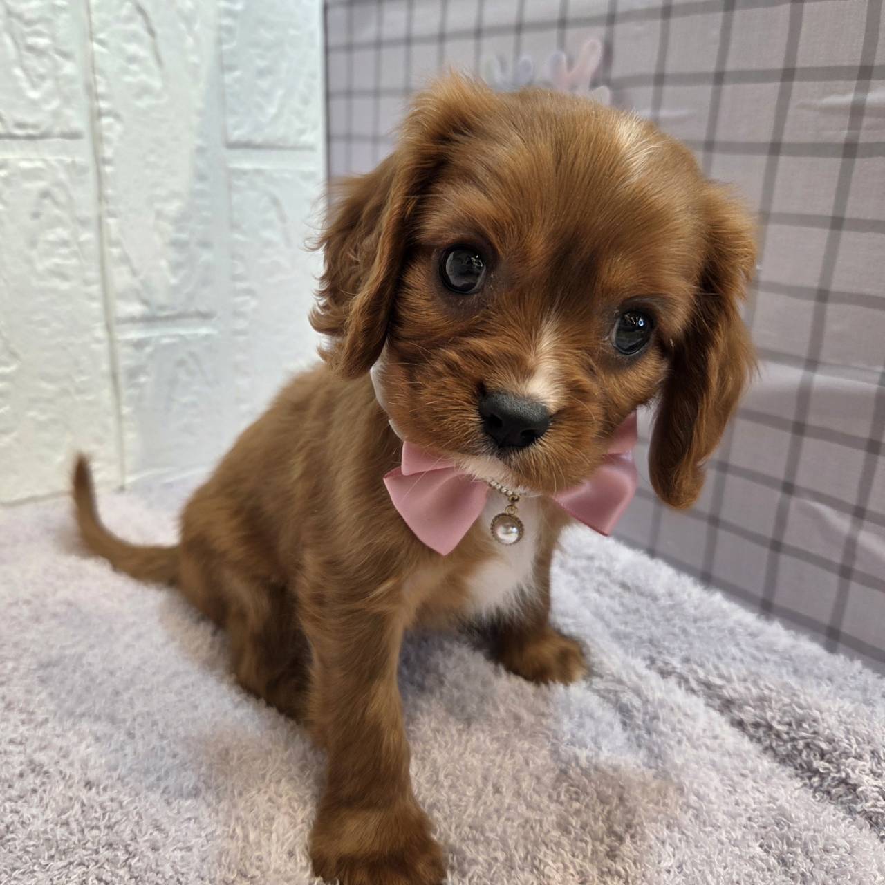 長野県のキャバリアキングチャールズスパニエル (犬の家＆猫の里カインズ梓川店/2026年1月13日生まれ/男の子/ルビーホワイト)の子犬の4枚目の画像