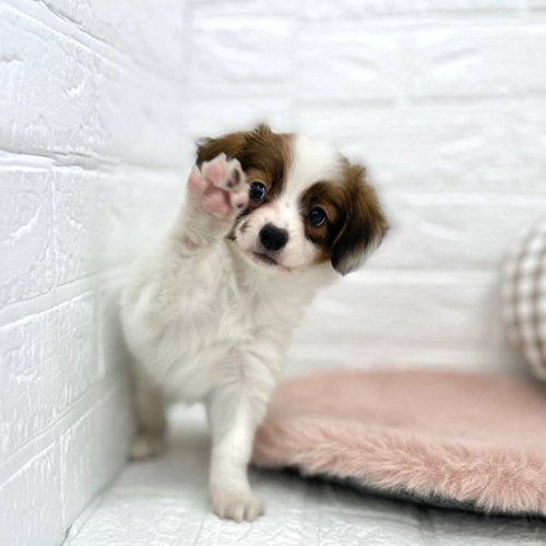 愛知県のパピヨン (犬の家＆猫の里豊川インター店/2026年1月13日生まれ/女の子/ホワイトブラウン)の子犬の4枚目の画像