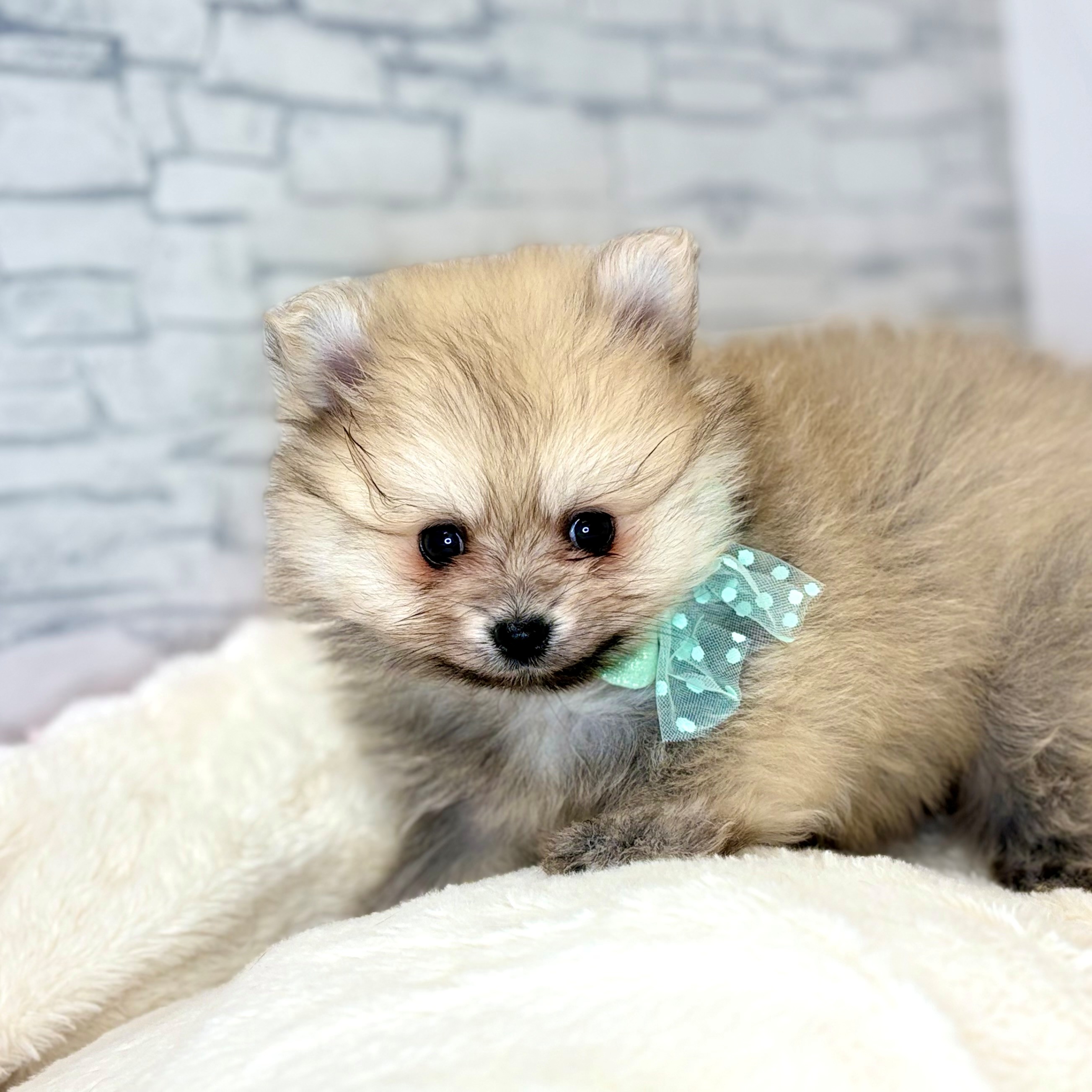 長野県のポメラニアン (犬の家＆猫の里長野店/2026年1月13日生まれ/男の子/オレンジ)の子犬の4枚目の画像