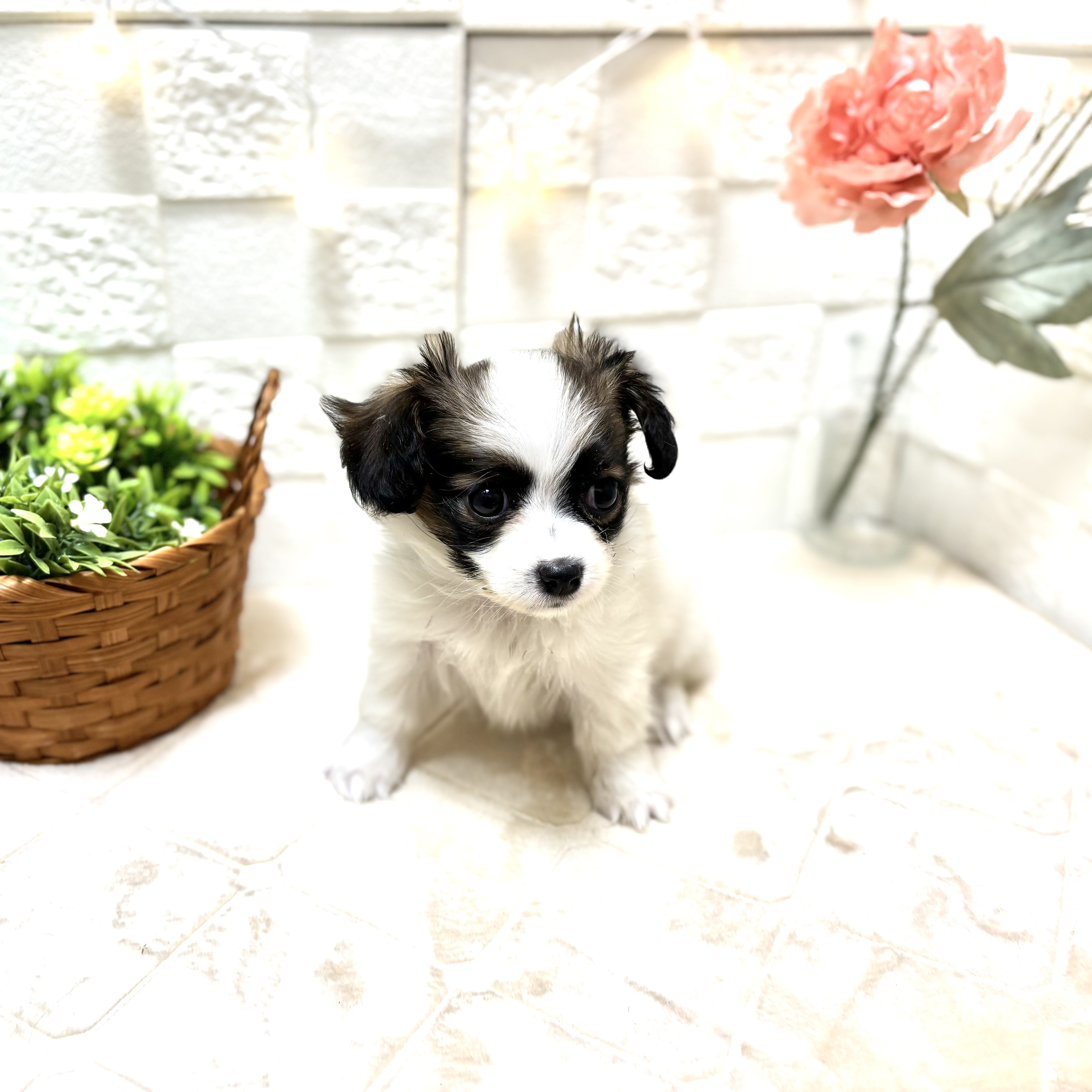 東京都のパピヨン (犬の家＆猫の里ペットフォレスト小平店/2026年1月12日生まれ/女の子/ホワイトブラウン)の子犬の4枚目の画像