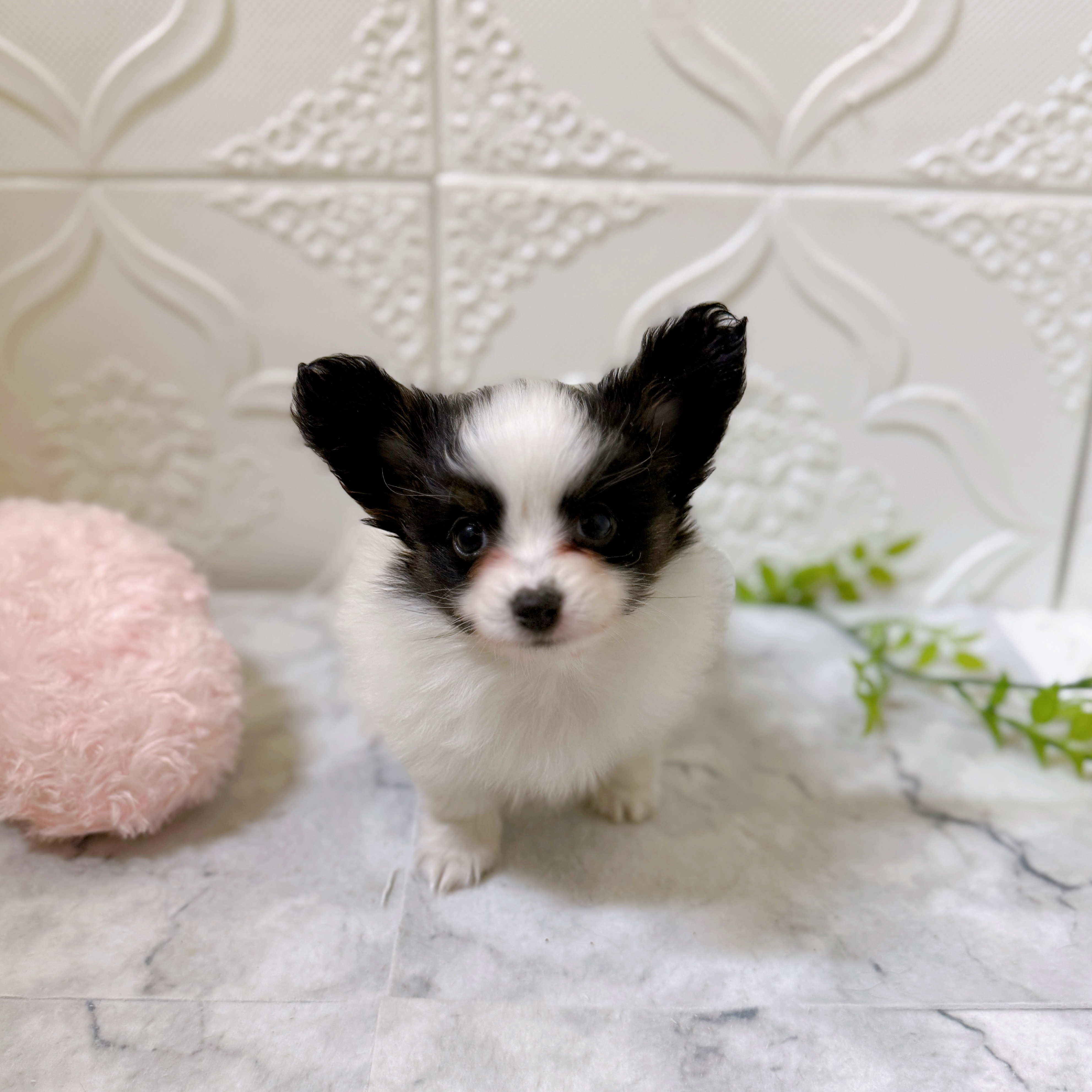 愛知県のパピヨン (犬の家＆猫の里岡崎店/2026年1月11日生まれ/男の子/トライカラー)の子犬の1枚目の画像
