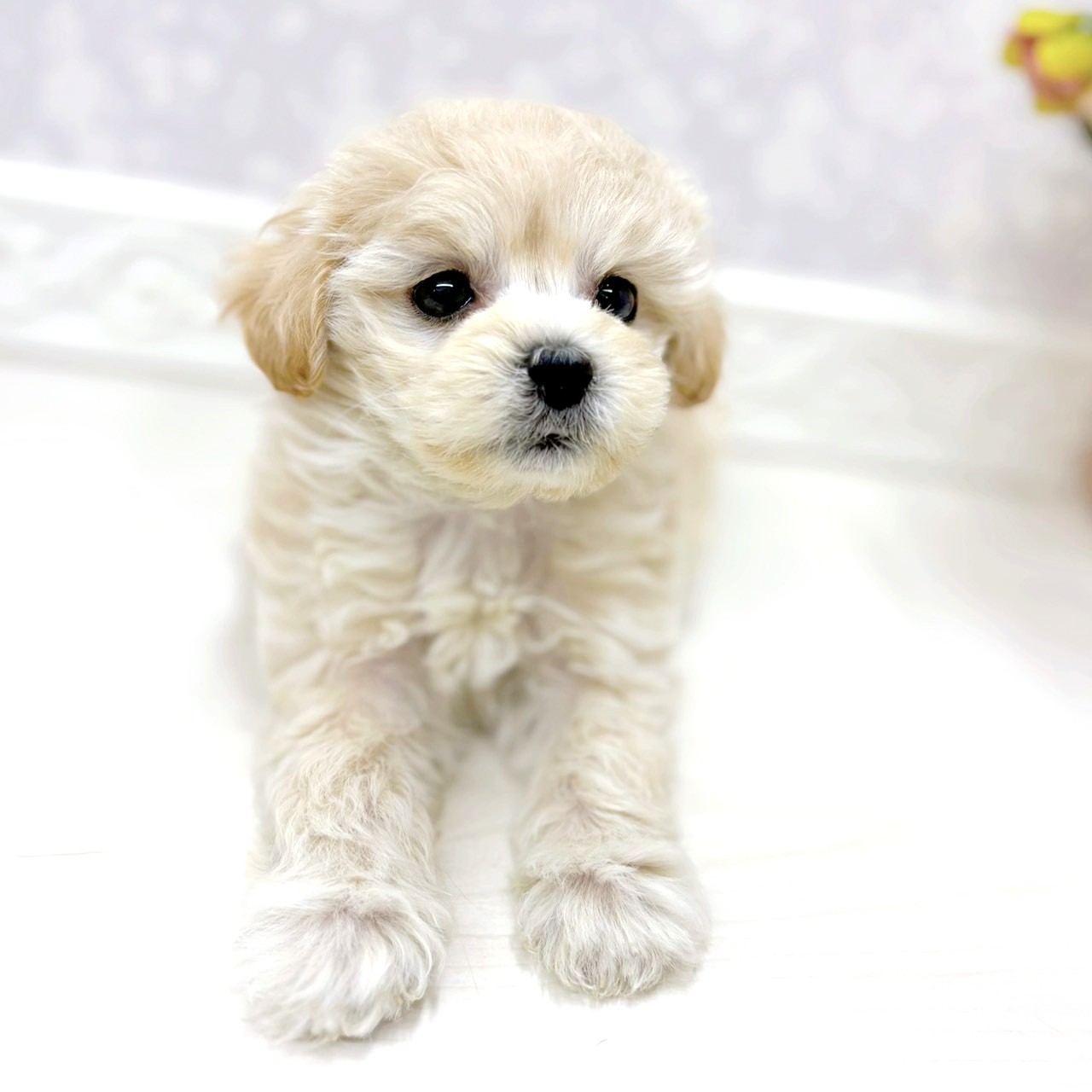 富山県のマルプー(マルチーズ×プードル) (犬の家＆猫の里アミーゴ山室店/2026年1月11日生まれ/女の子/クリームホワイト)の子犬の4枚目の画像