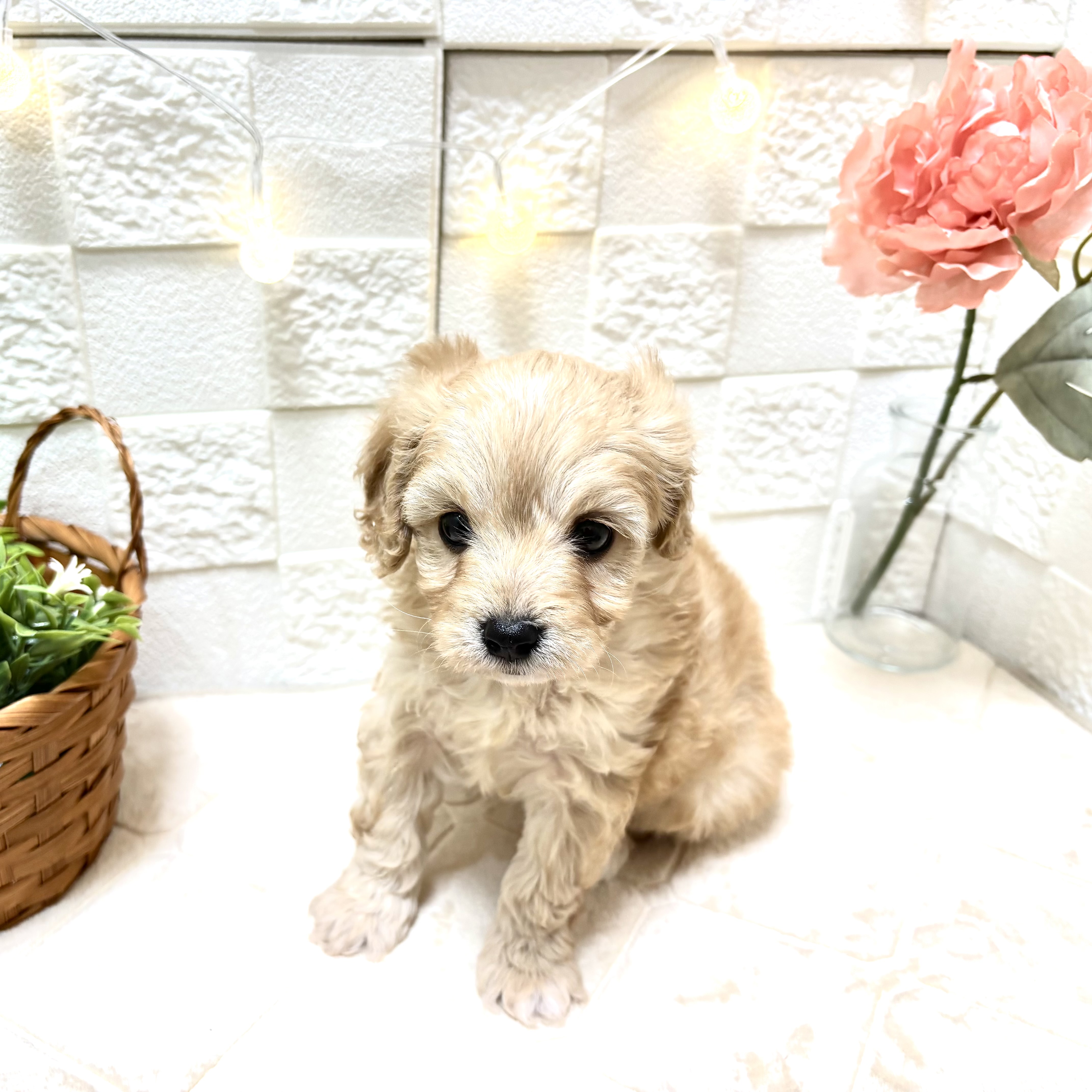 ハーフ犬女の子の写真