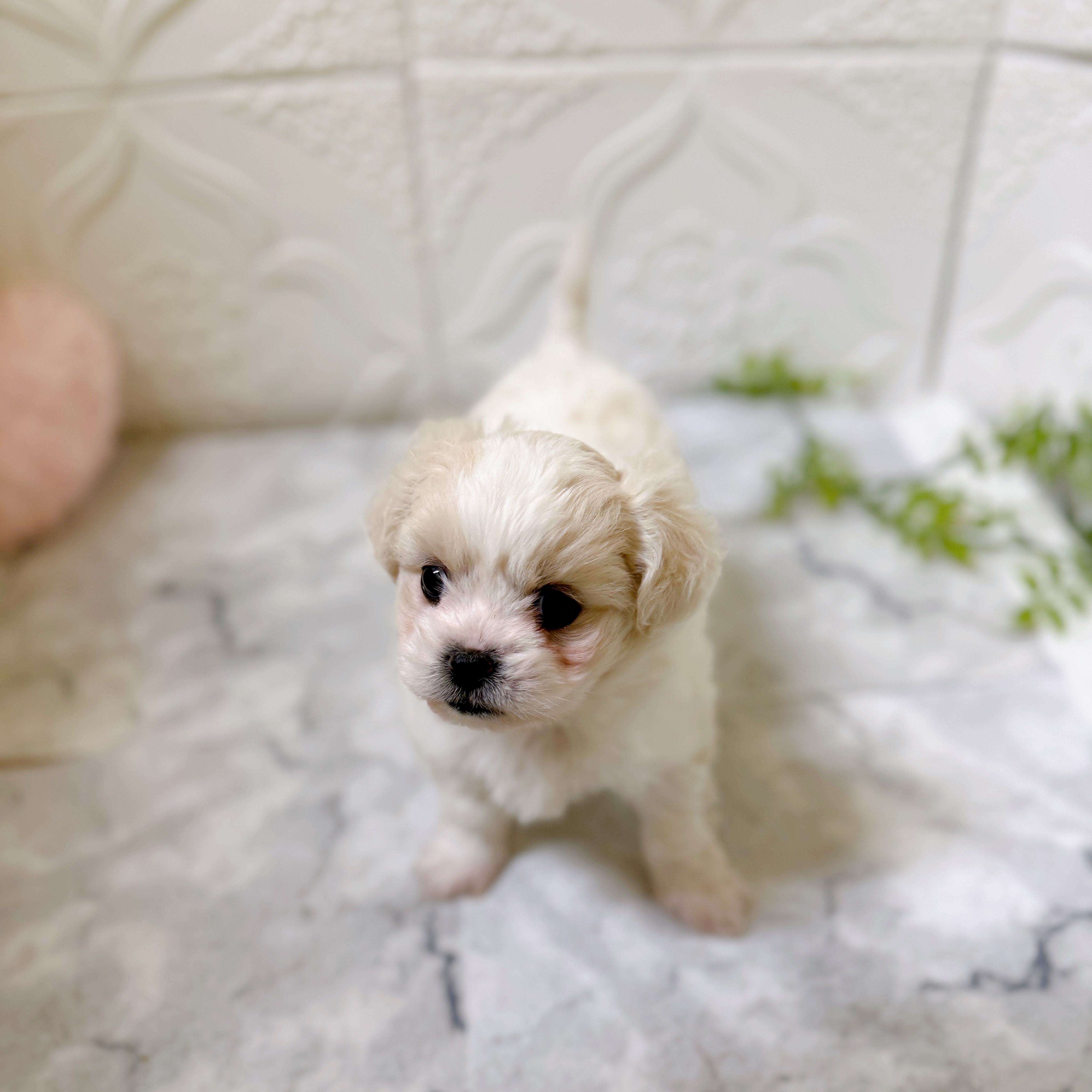 愛知県のハーフ犬・ミックス犬 (犬の家＆猫の里岡崎店/2026年1月10日生まれ/女の子/クリーム)の子犬の4枚目の画像