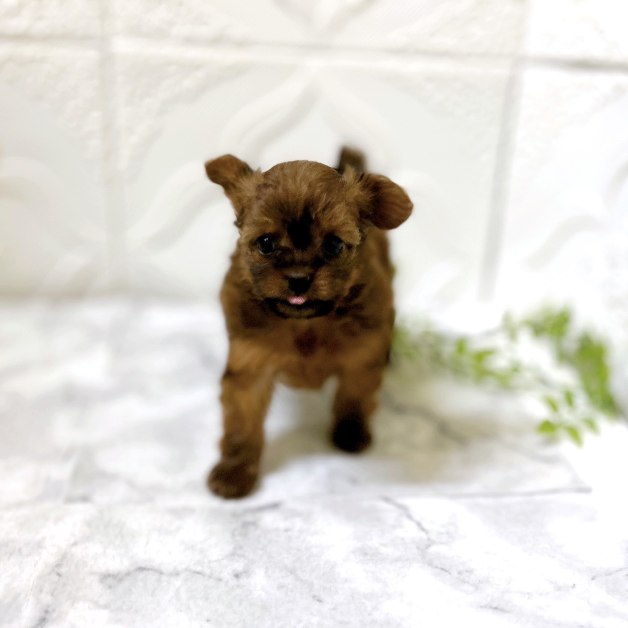 愛知県のチワプー/プーチー(チワワ×プードル) (犬の家＆猫の里岡崎店/2026年1月13日生まれ/女の子/レッド)の子犬の4枚目の画像