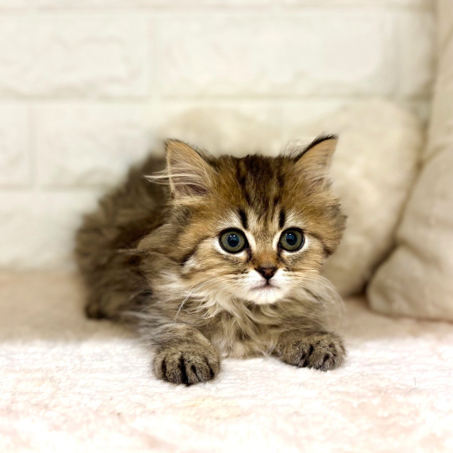 東京都のミヌエット (犬の家＆猫の里新宿店/2026年1月12日生まれ/女の子/ブラウンタビー)の子猫の4枚目の画像