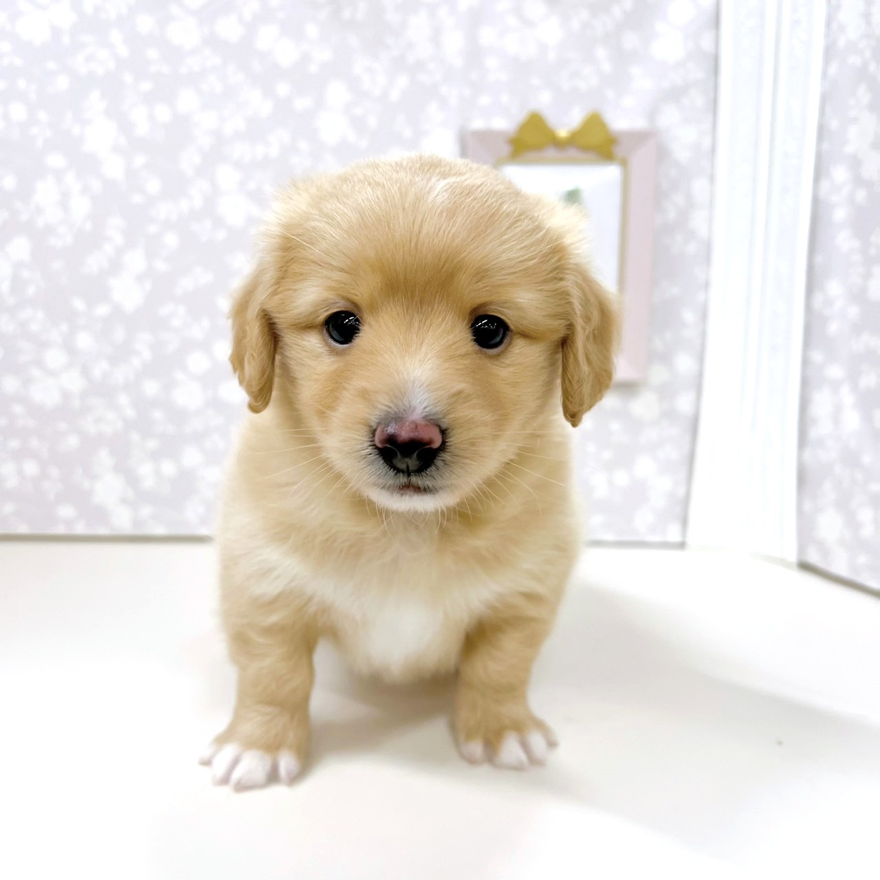 富山県のポメックス(ポメラニアン×ダックス) (犬の家＆猫の里アミーゴ高岡蓮花寺店/2026年1月11日生まれ/女の子/クリームホワイト)の子犬の4枚目の画像