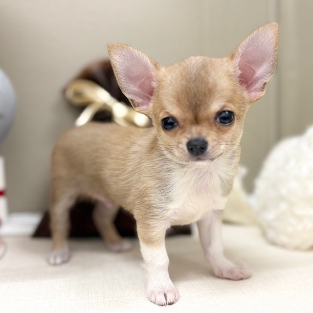 千葉県のチワワ(スムース) (犬の家＆猫の里ワンズモール稲毛店/2026年1月11日生まれ/男の子/フォーンホワイト)の子犬の4枚目の画像
