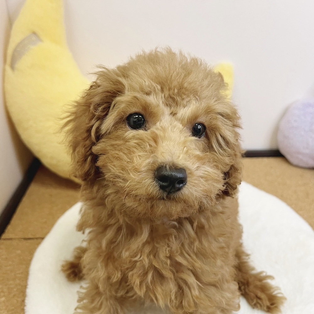 静岡県のトイプードル(トイ) (犬の家＆猫の里マークイズ静岡店/2026年1月12日生まれ/男の子/アプリコット)の子犬の4枚目の画像