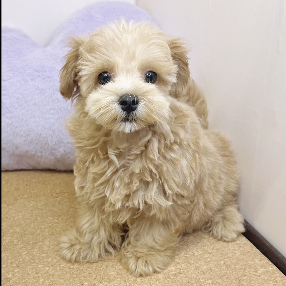 静岡県のマルプー(マルチーズ×プードル) (犬の家＆猫の里マークイズ静岡店/2026年1月6日生まれ/男の子/アプリコット)の子犬の4枚目の画像
