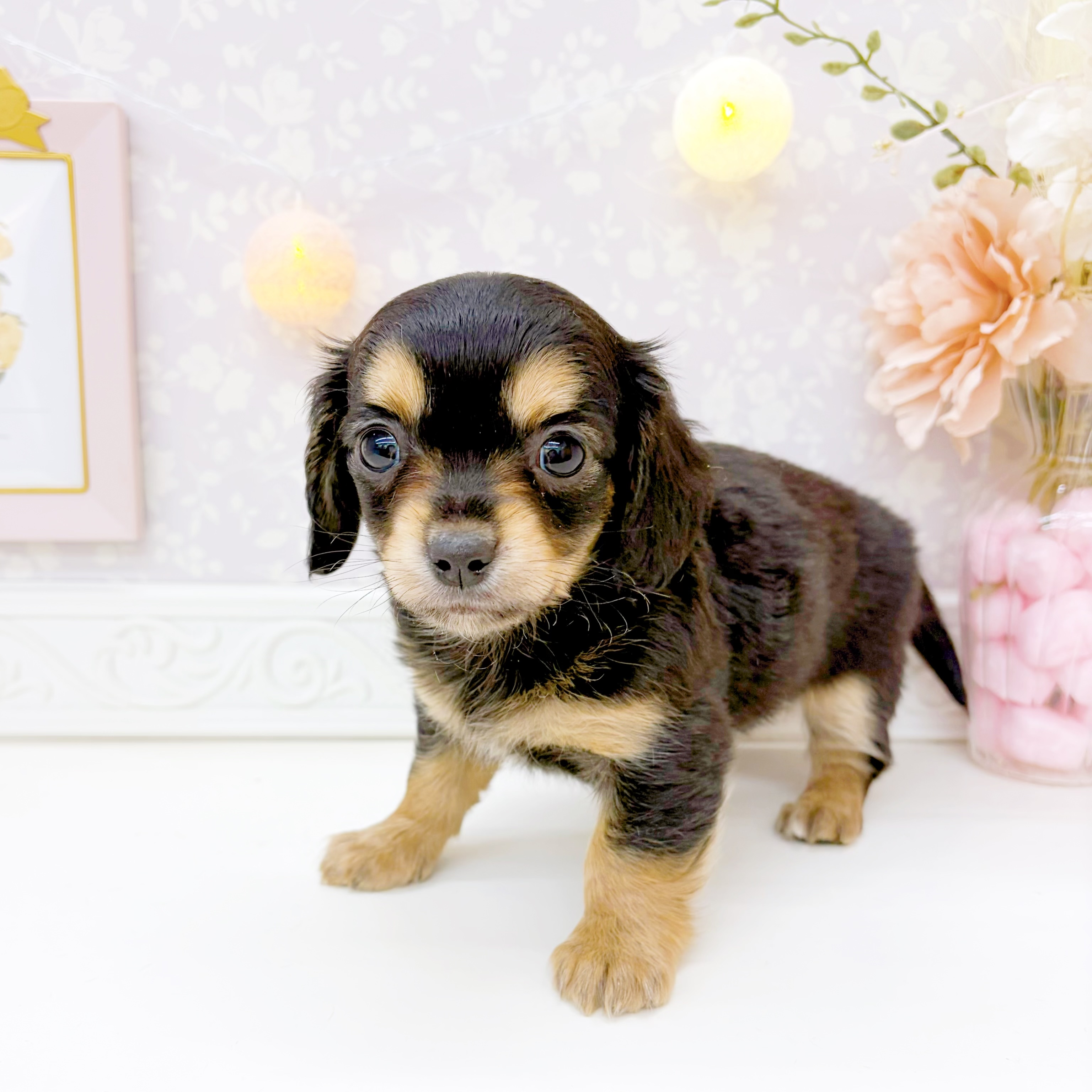 富山県のチワックス(チワワ×ダックス) (犬の家＆猫の里富山店/2026年1月12日生まれ/男の子/ブラックタン)の子犬の4枚目の画像