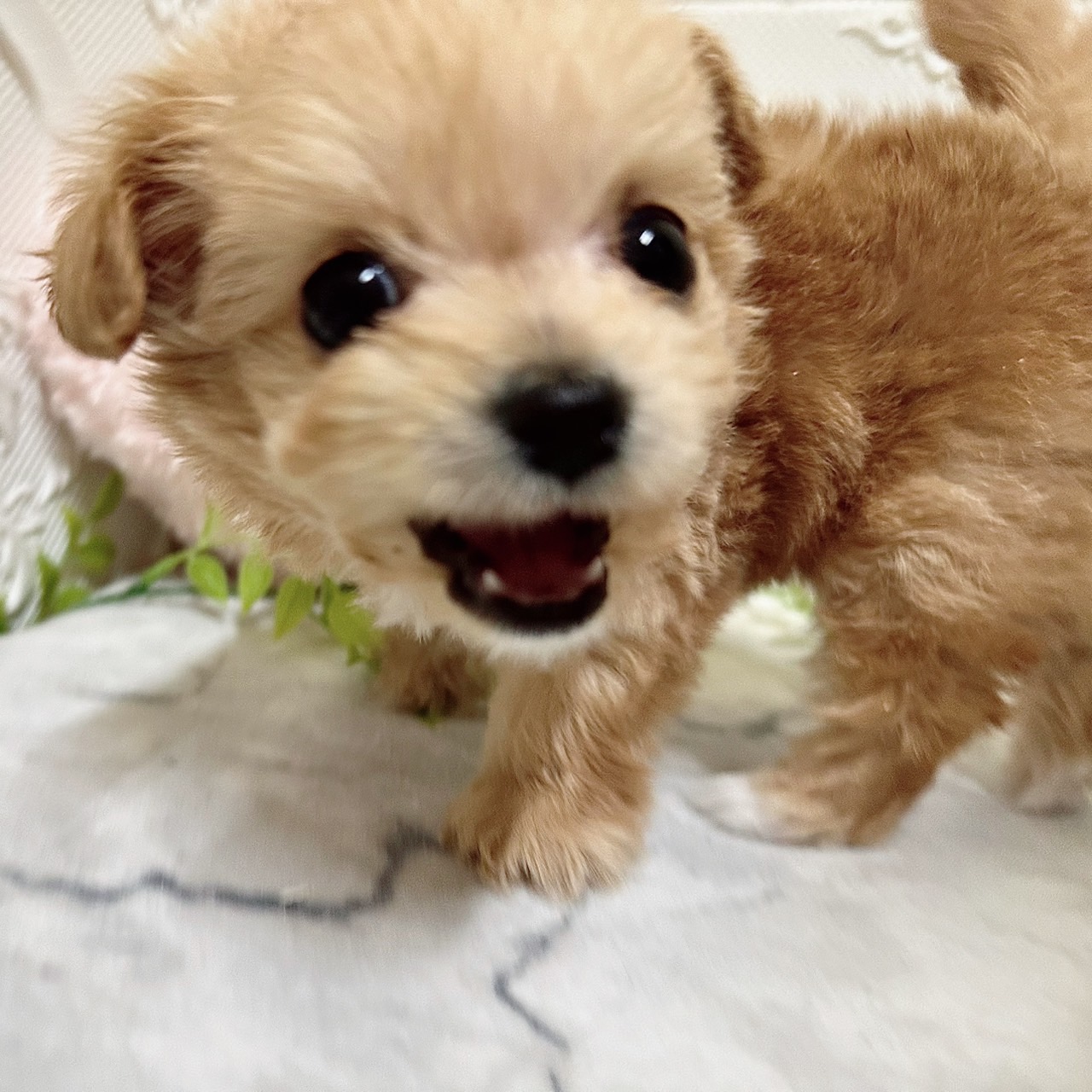 愛知県のチワプー/プーチー(チワワ×プードル) (犬の家＆猫の里岡崎店/2026年1月10日生まれ/女の子/アプリコットホワイト)の子犬の4枚目の画像