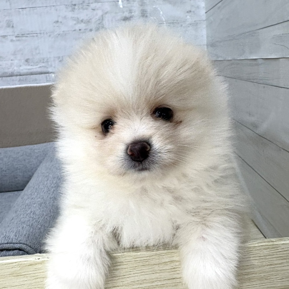長野県のポメラニアン (犬の家＆猫の里塩尻店/2026年1月12日生まれ/男の子/クリームホワイト)の子犬の4枚目の画像