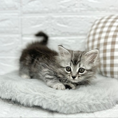 愛知県のサイベリアン (犬の家＆猫の里豊川インター店/2026年1月12日生まれ/男の子/シルバータビー)の子猫の4枚目の画像