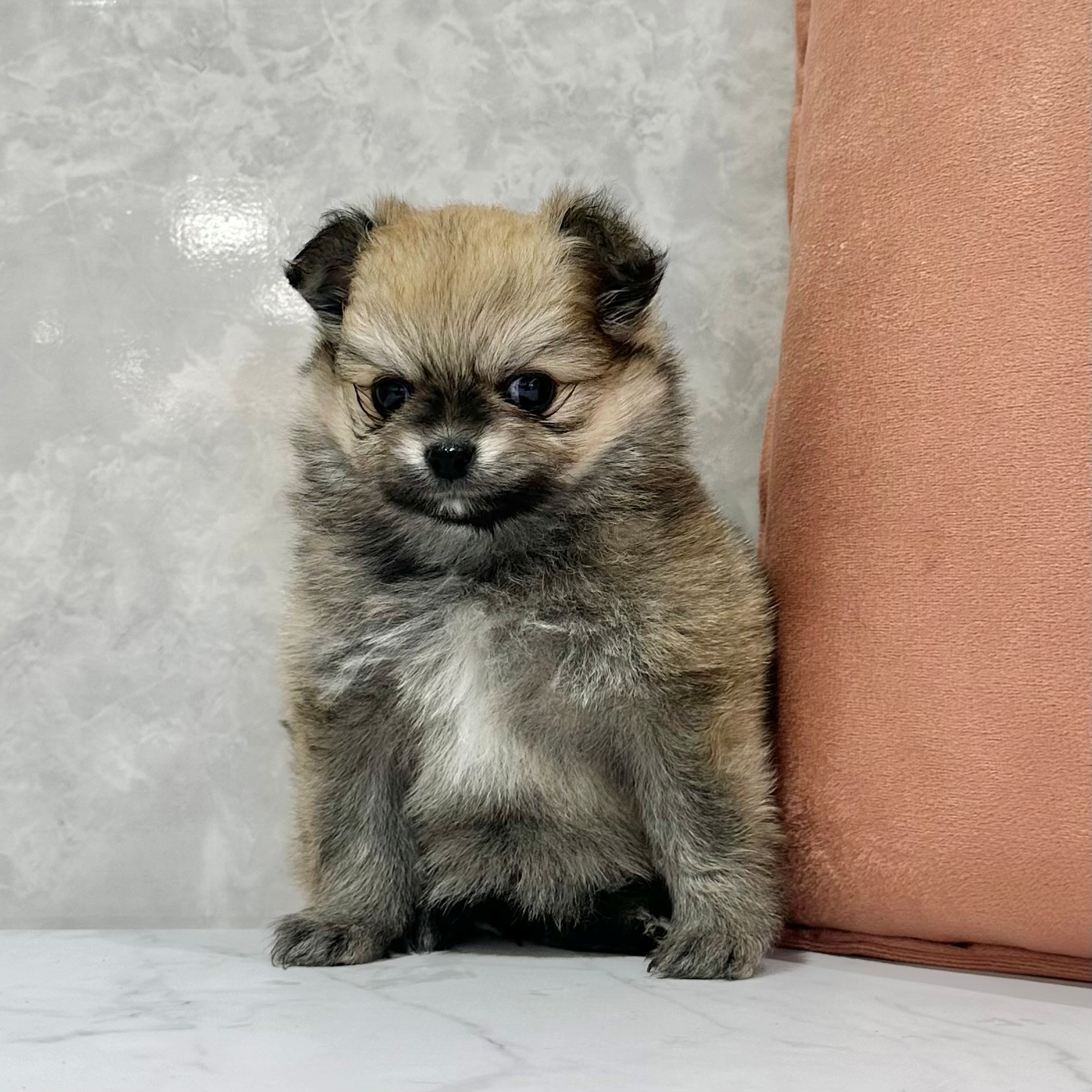 福岡県のポメチワ/チワポメ/ポメチー(ポメラニアン×チワワ) (犬の家＆猫の里くりえいと宗像店/2026年1月13日生まれ/女の子/オレンジセーブル)の子犬の4枚目の画像