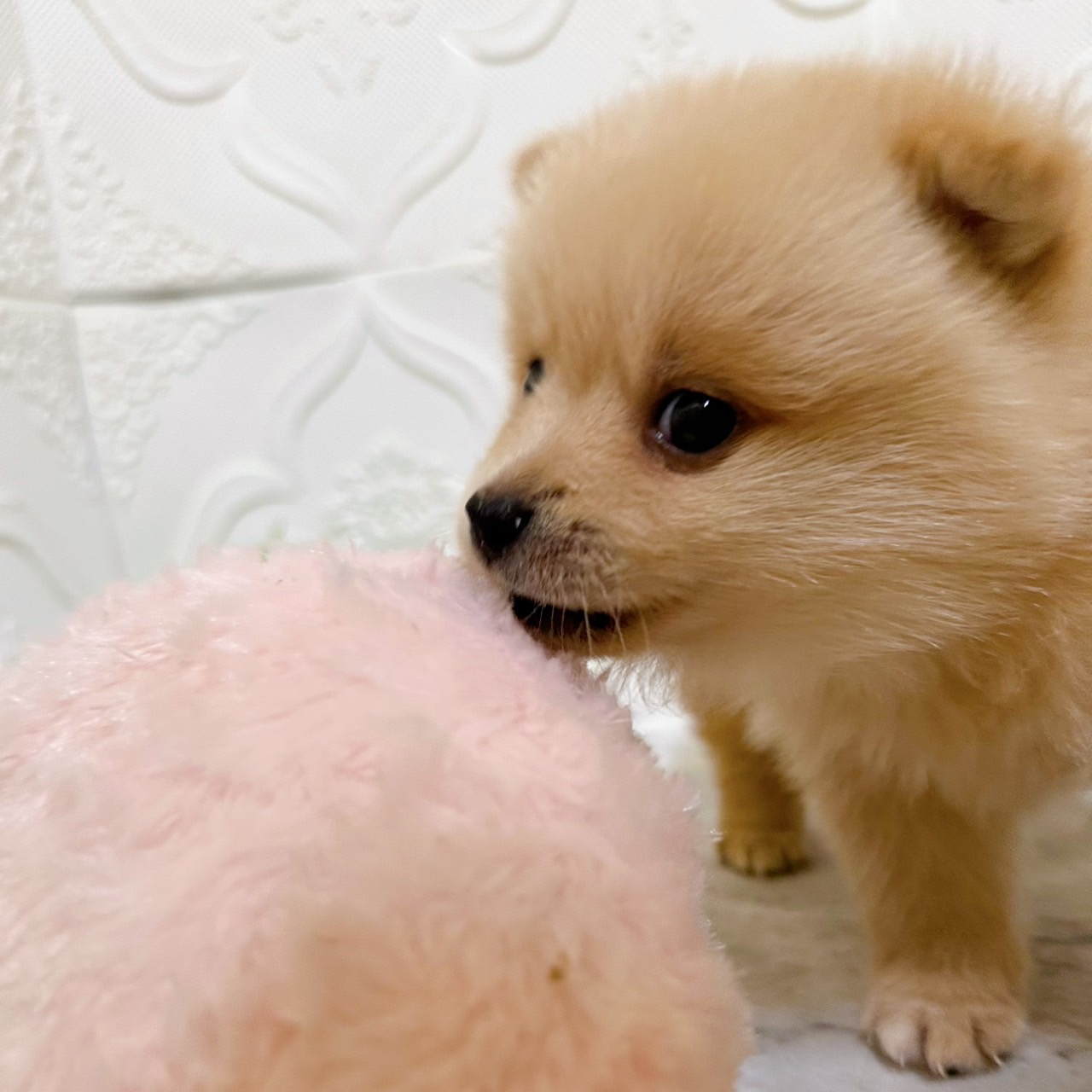 愛知県のポメ柴/豆ポメ/ポメ豆柴(ポメラニアン×柴犬) (犬の家＆猫の里岡崎店/2026年1月11日生まれ/男の子/白)の子犬の4枚目の画像