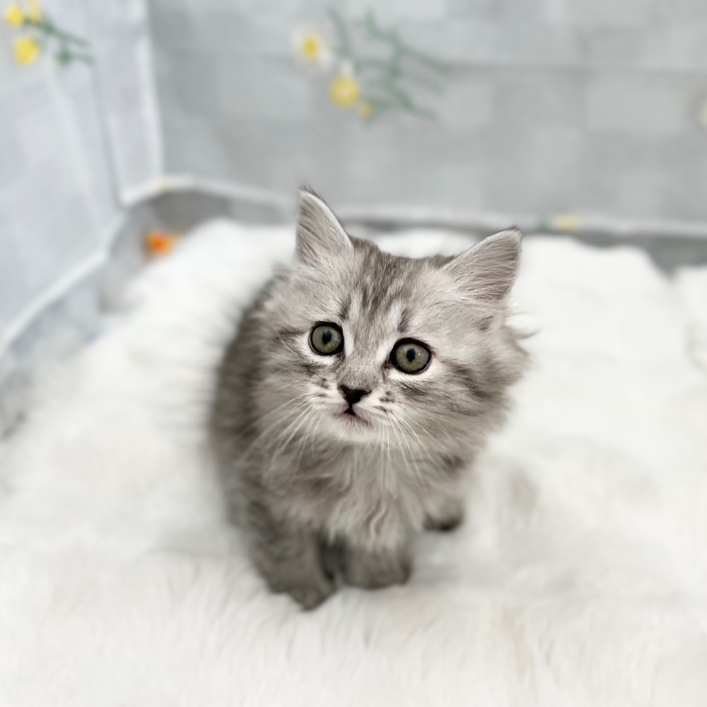 静岡県のサイベリアン (犬の家＆猫の里MEGAドン・キホーテ袋井店/2026年1月12日生まれ/女の子/シルバーパッチドタビー)の子猫の4枚目の画像