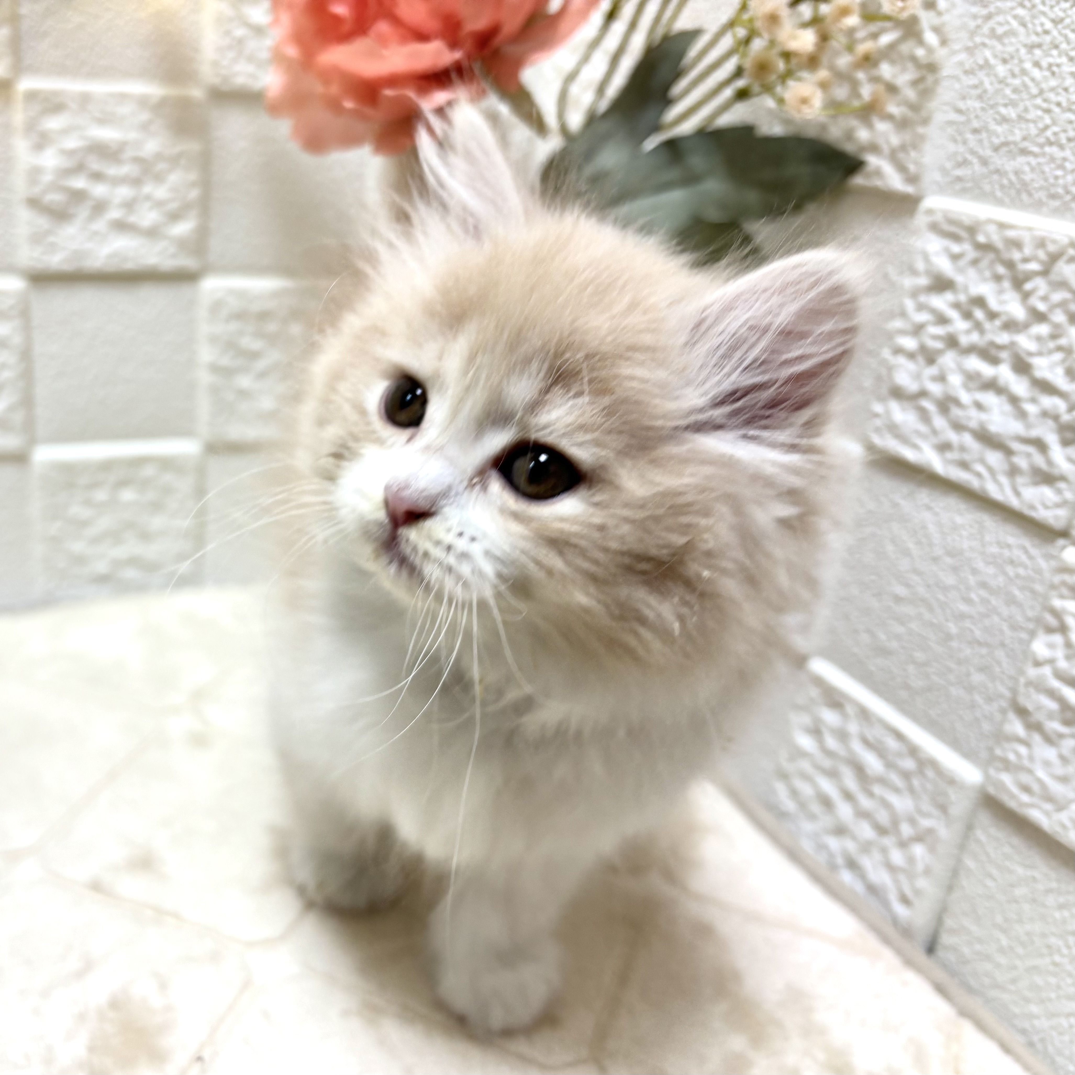 東京都のサイベリアン (犬の家＆猫の里ペットフォレスト小平店/2026年1月7日生まれ/女の子/クリームタビーホワイト)の子猫の4枚目の画像