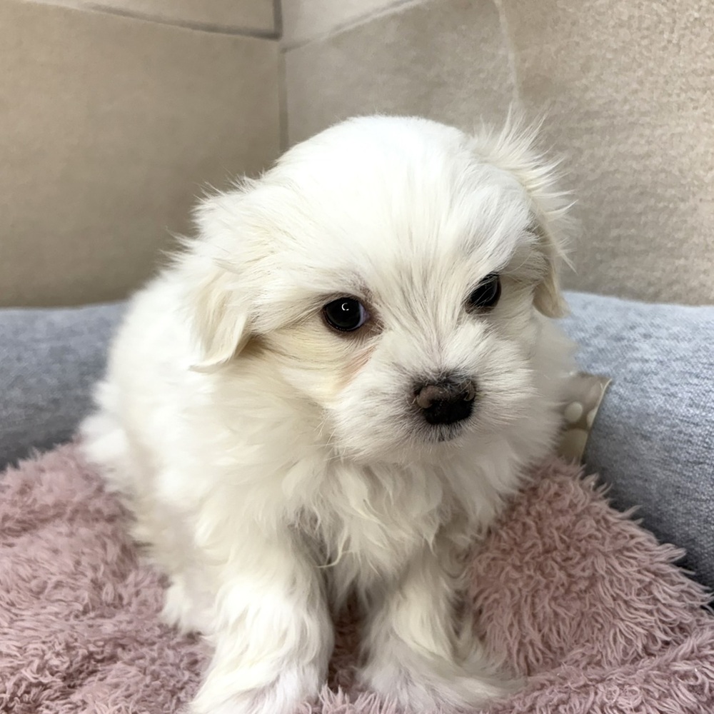 長野県のマルチーズ (犬の家＆猫の里塩尻店/2026年1月13日生まれ/男の子/ホワイト)の子犬の4枚目の画像