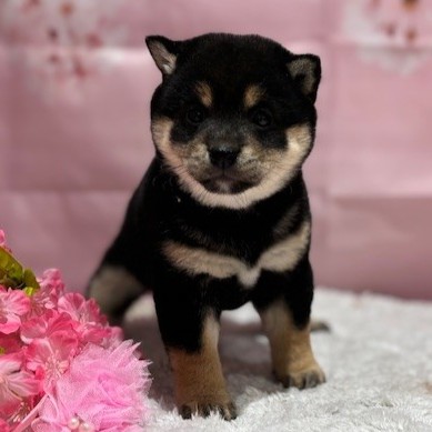 福岡県の豆柴 (犬の家＆猫の里トリアス久山店/2026年1月11日生まれ/女の子/黒)の子犬の4枚目の画像