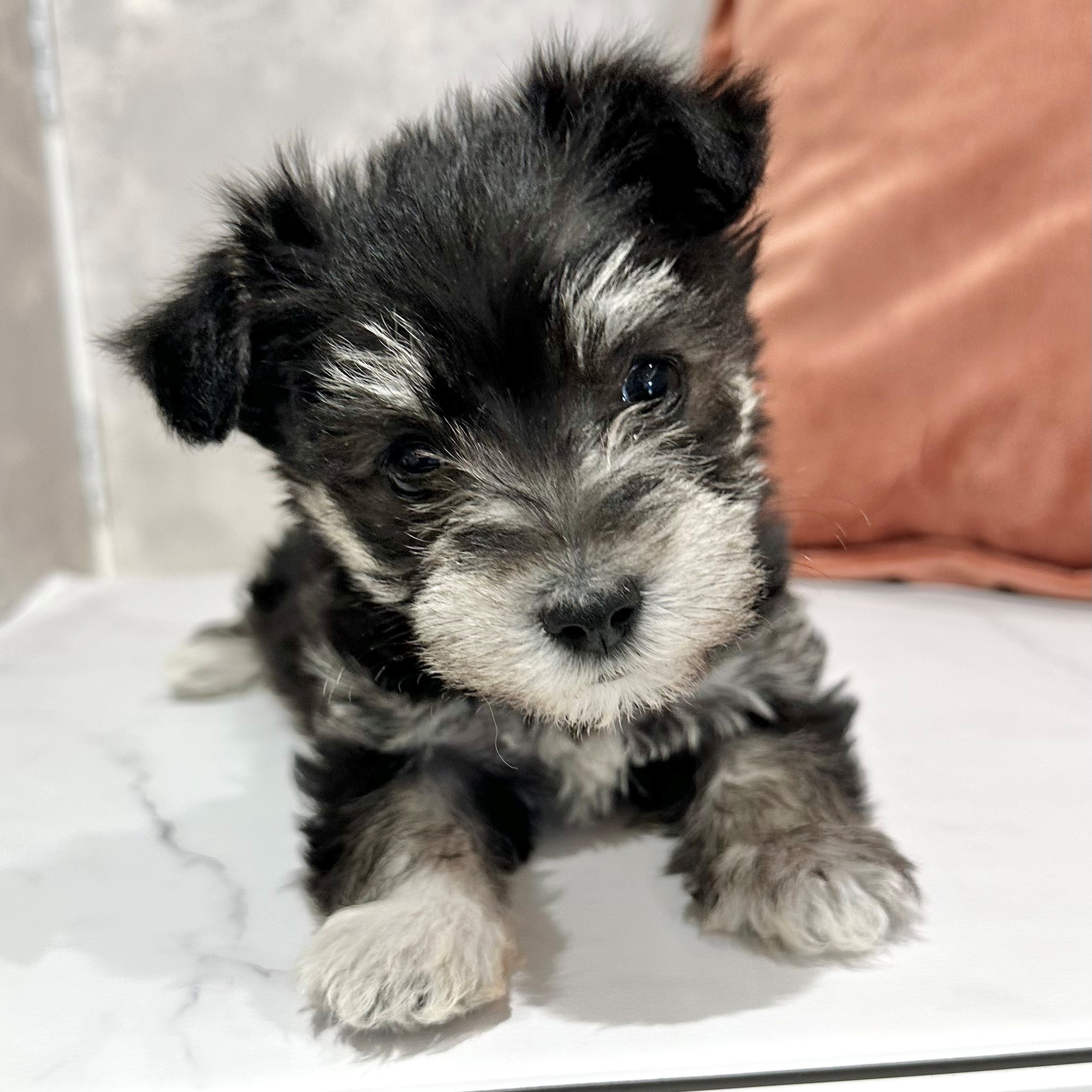 ハーフ犬女の子の写真