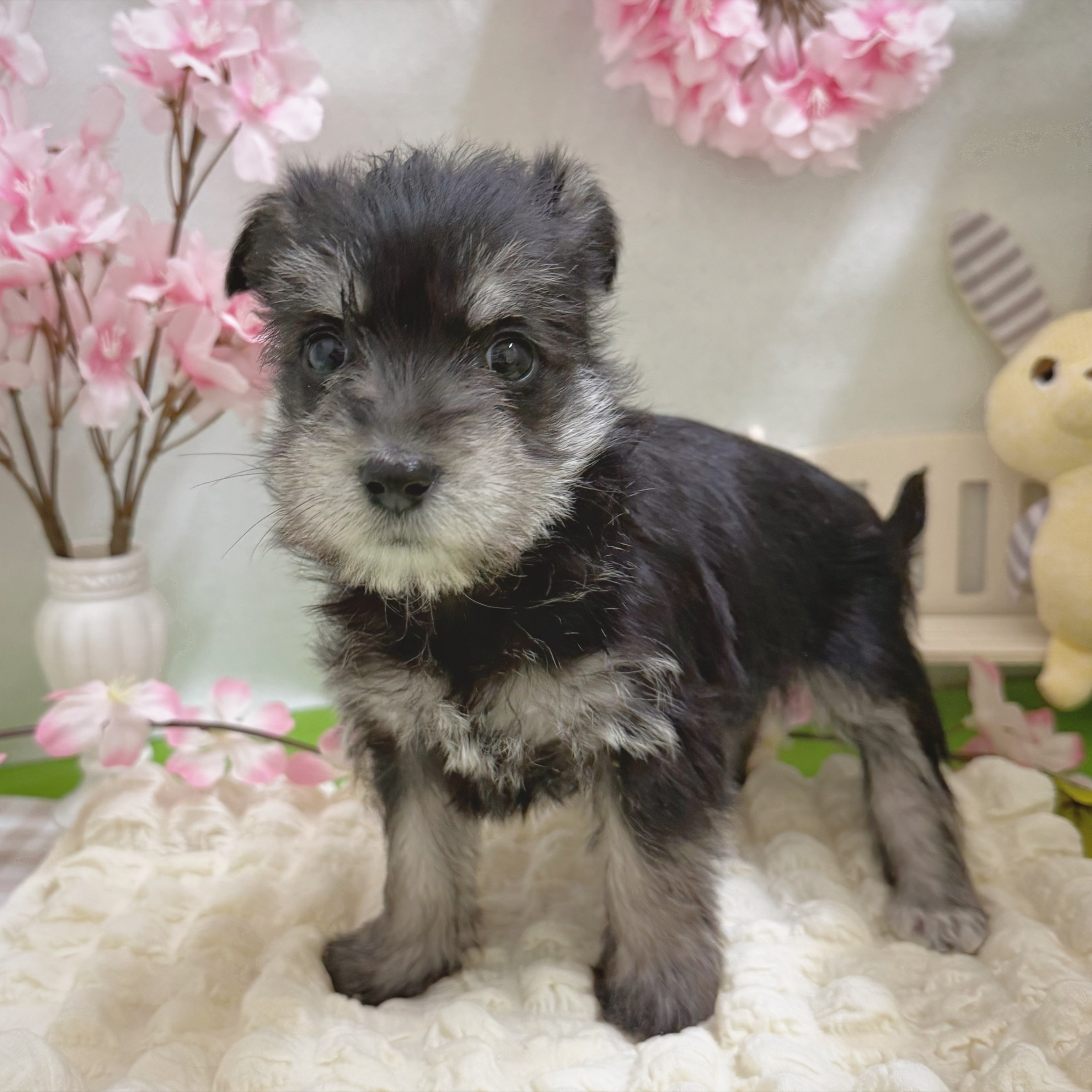 静岡県のシュナマル/マルシュナ(シュナウザー×マルチーズ) (犬の家＆猫の里藤枝店/2026年1月11日生まれ/女の子/ブラックシルバー)の子犬の4枚目の画像