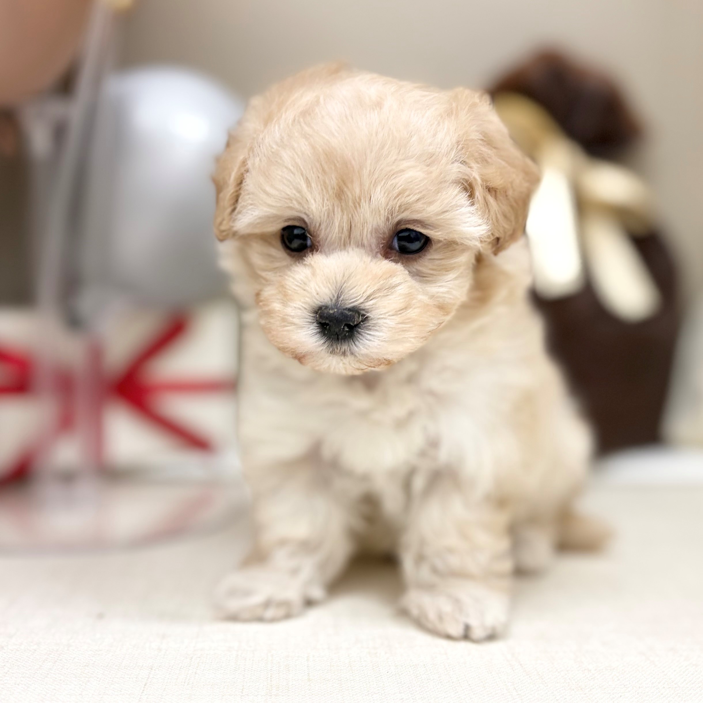 ハーフ犬女の子の写真