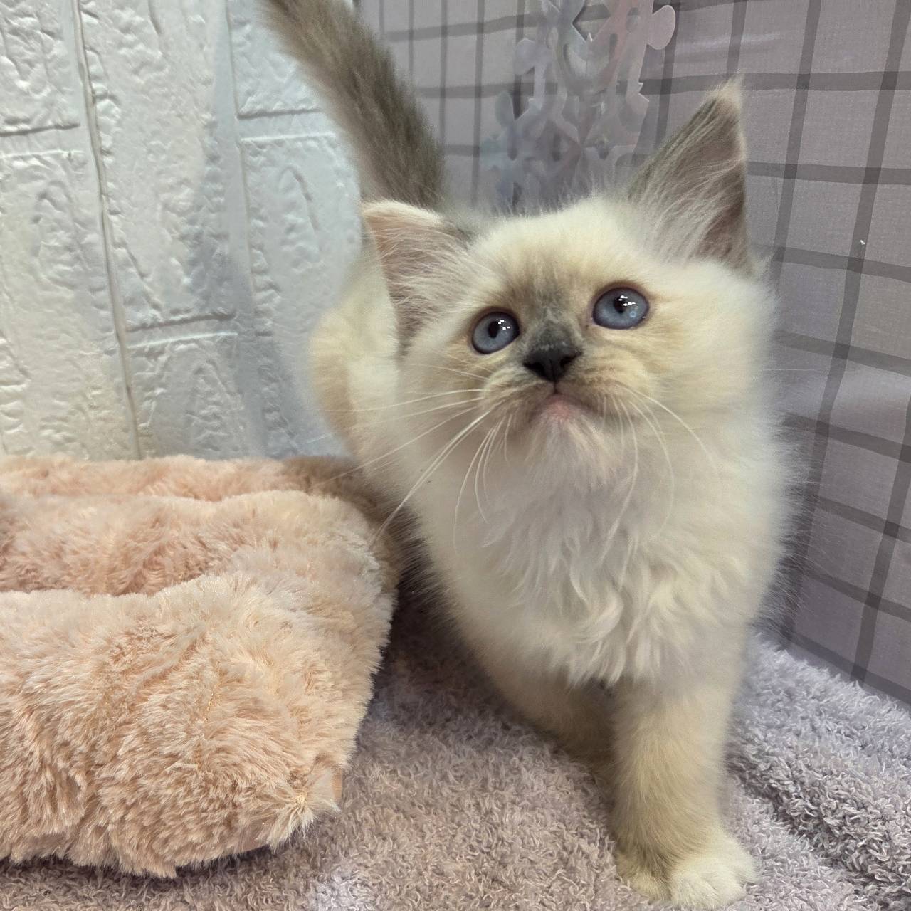 長野県のラグドール (犬の家＆猫の里カインズ梓川店/2026年1月13日生まれ/女の子/トーティポイントミテッド)の子猫の4枚目の画像