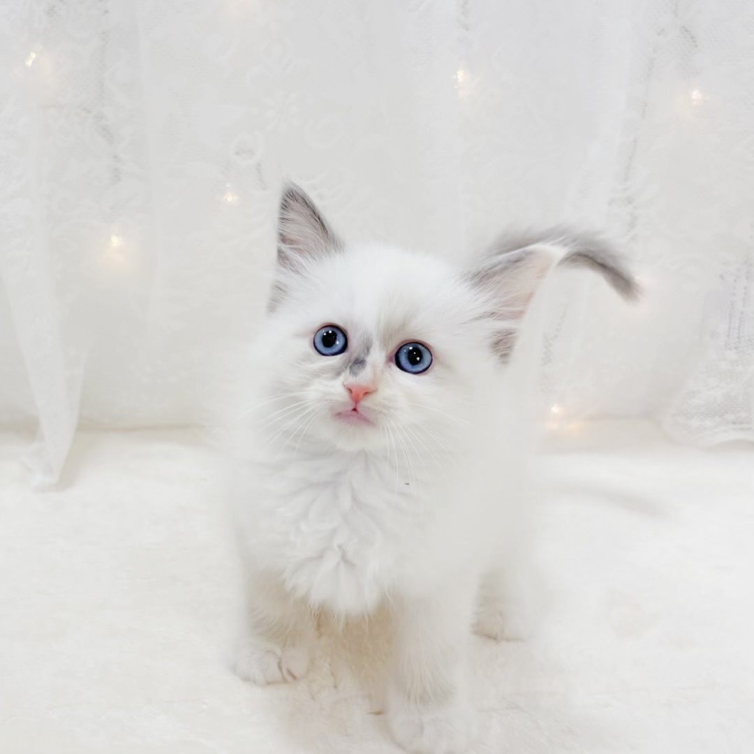 千葉県のラグドール (犬の家＆猫の里BIGHOPガーデンモール印西店/2026年1月13日生まれ/女の子/トーティポイントミテッド)の子猫の4枚目の画像