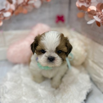 静岡県のシーズー (犬の家＆猫の里プレ葉ウォーク浜北店/2026年1月13日生まれ/女の子/ホワイトゴールド)の子犬の4枚目の画像