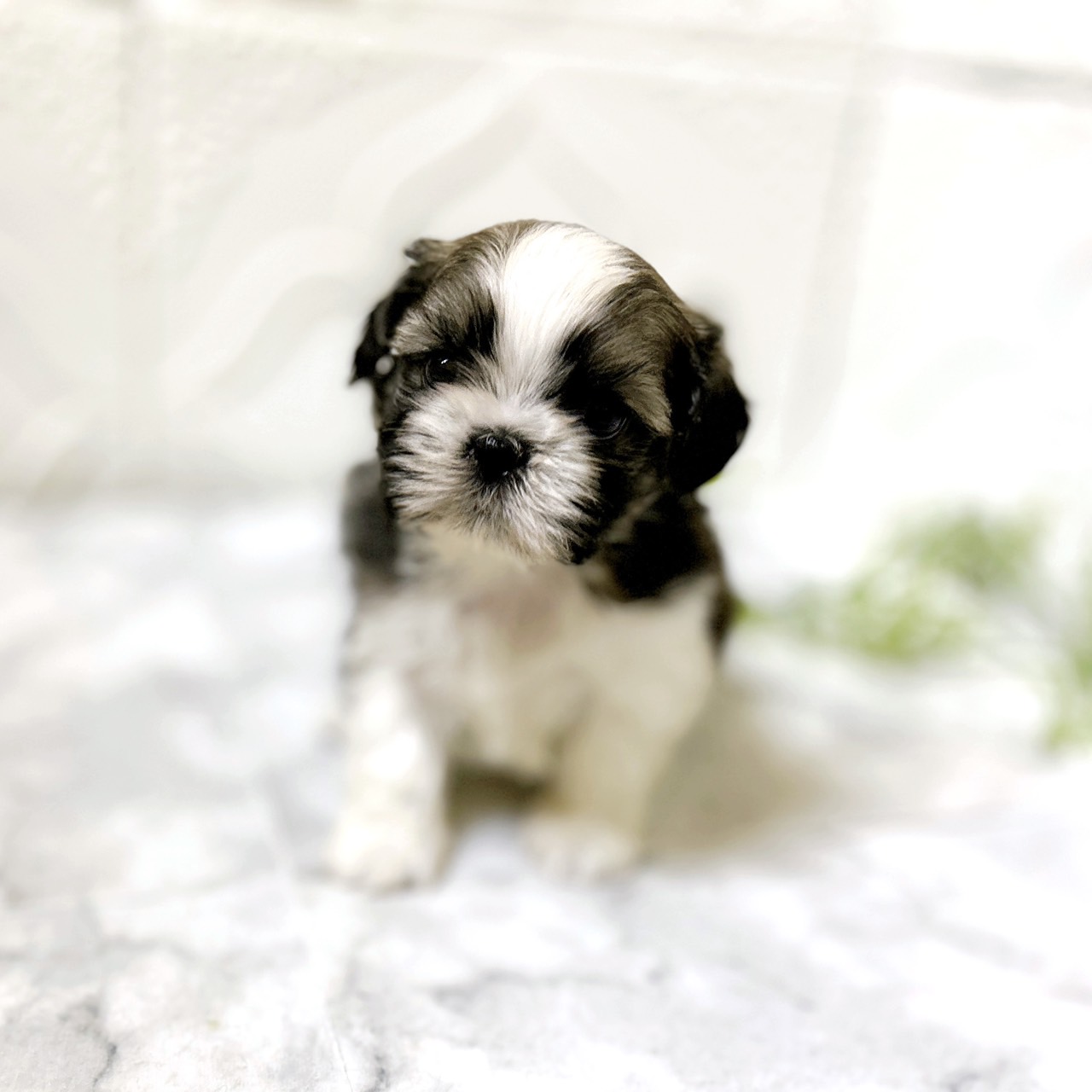 愛知県のシーズー (犬の家＆猫の里岡崎店/2026年1月13日生まれ/男の子/ホワイトゴールド)の子犬の4枚目の画像