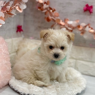 静岡県のポメビション(ポメラニアン×ビションフリーゼ) (犬の家＆猫の里アミーゴ浜松和田店/2026年1月10日生まれ/男の子/クリーム)の子犬の4枚目の画像
