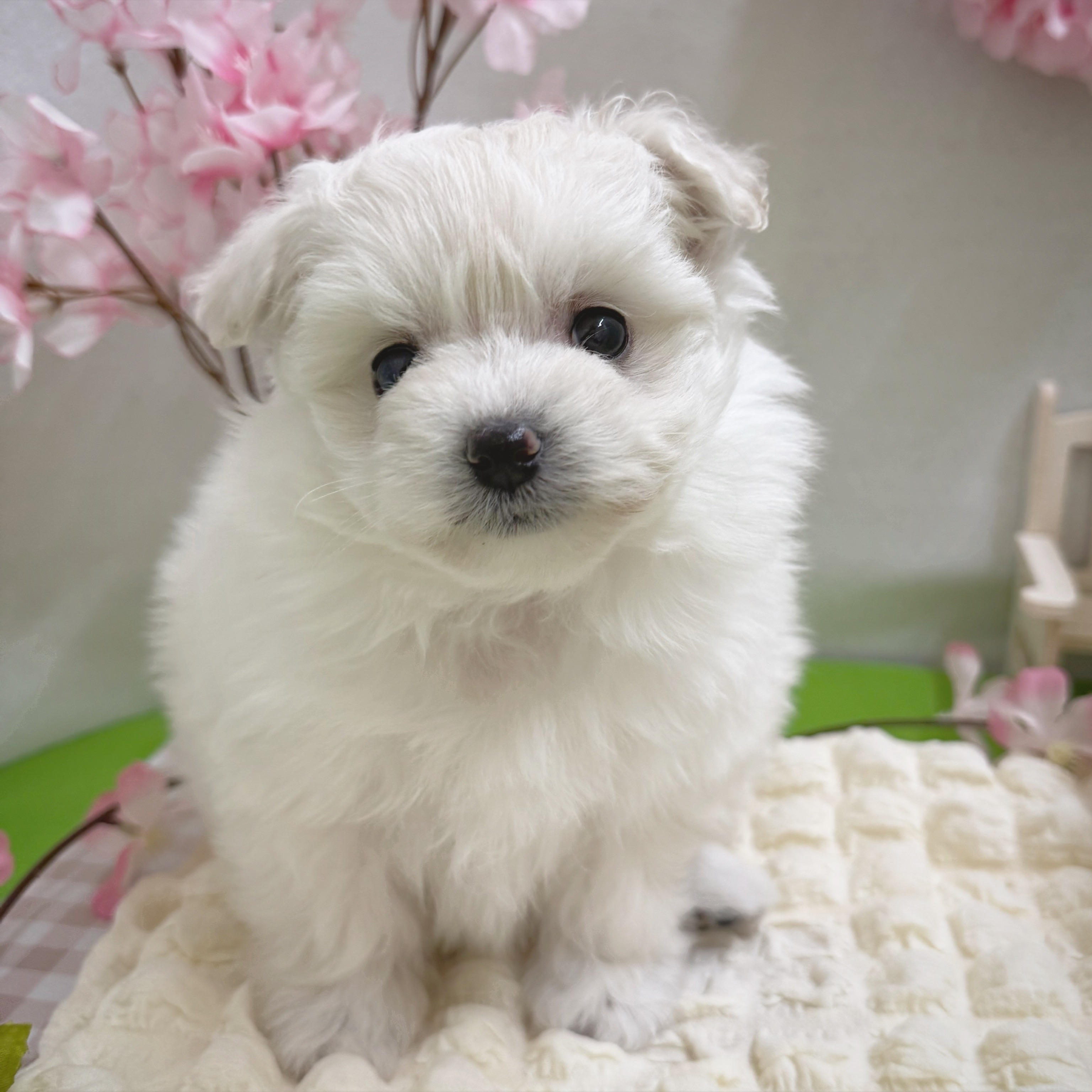 静岡県のポメビション(ポメラニアン×ビションフリーゼ) (犬の家＆猫の里藤枝店/2026年1月10日生まれ/女の子/クリーム)の子犬の4枚目の画像