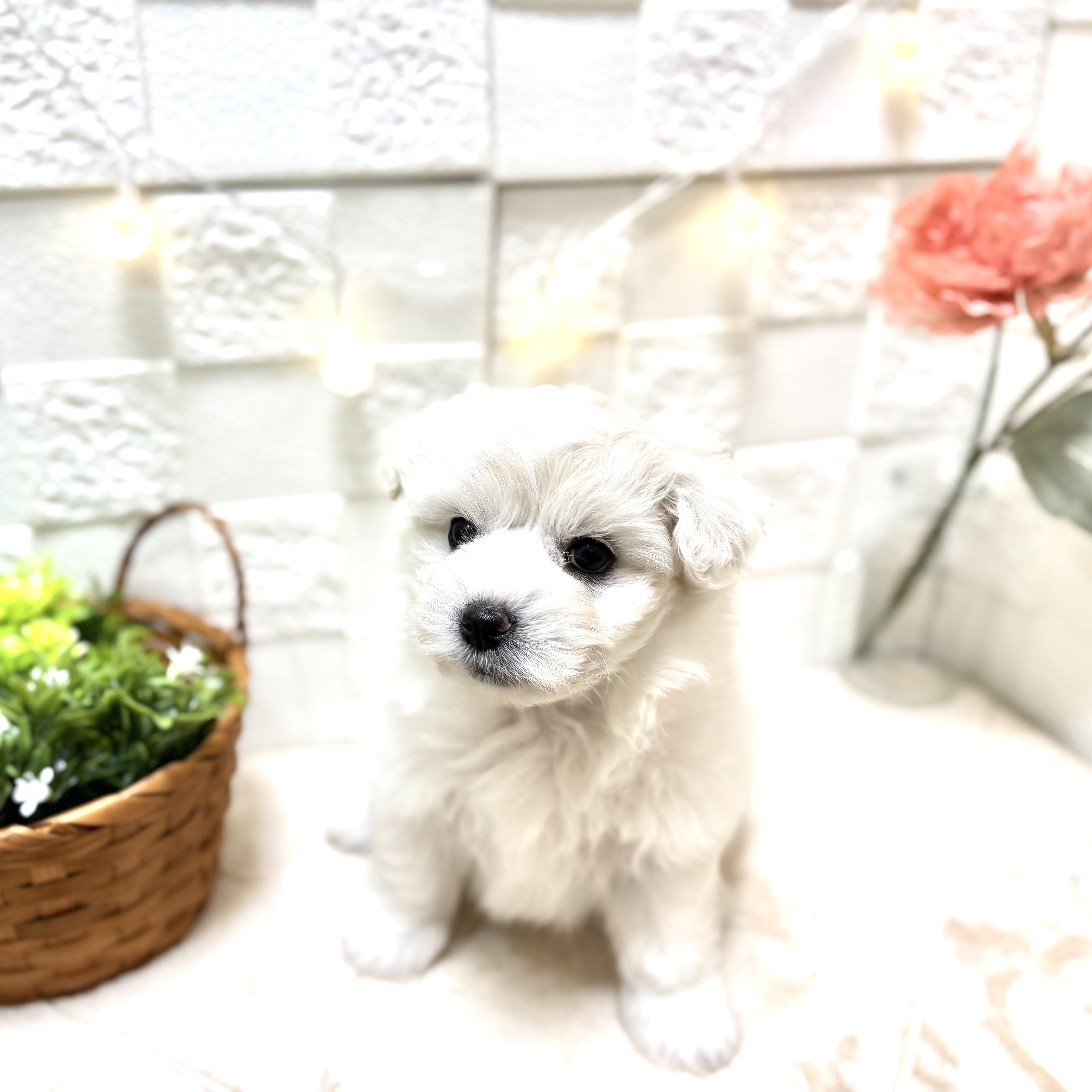 東京都のポメビション(ポメラニアン×ビションフリーゼ) (犬の家＆猫の里ペットフォレスト小平店/2026年1月10日生まれ/女の子/クリーム)の子犬の4枚目の画像