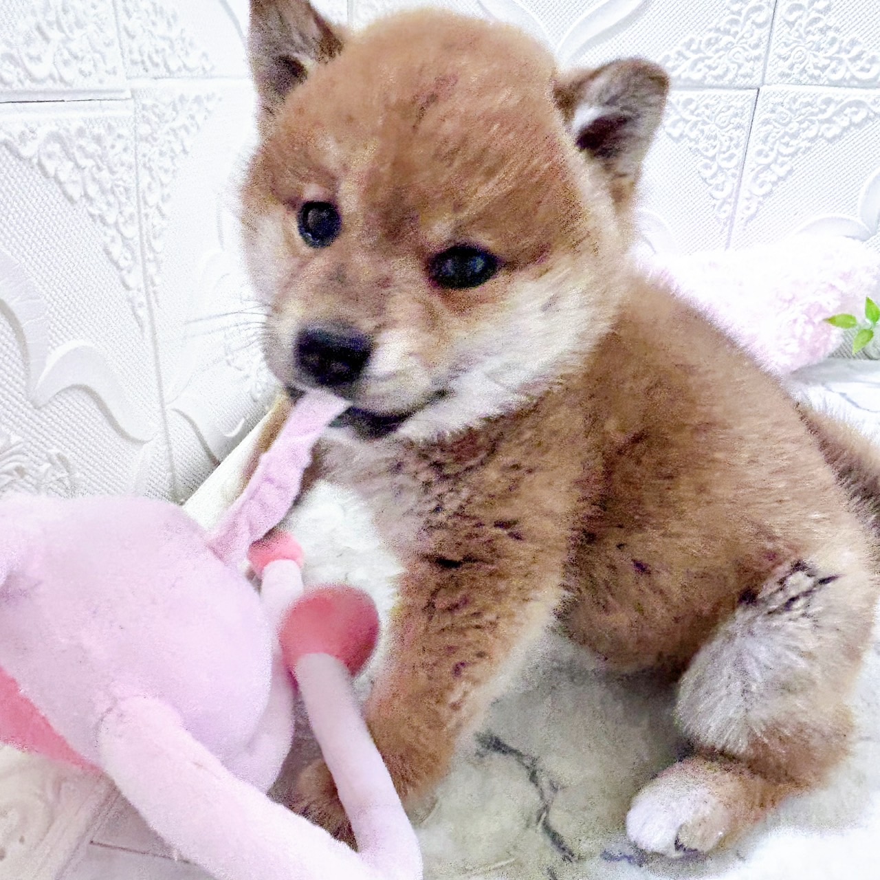 柴犬女の子の写真