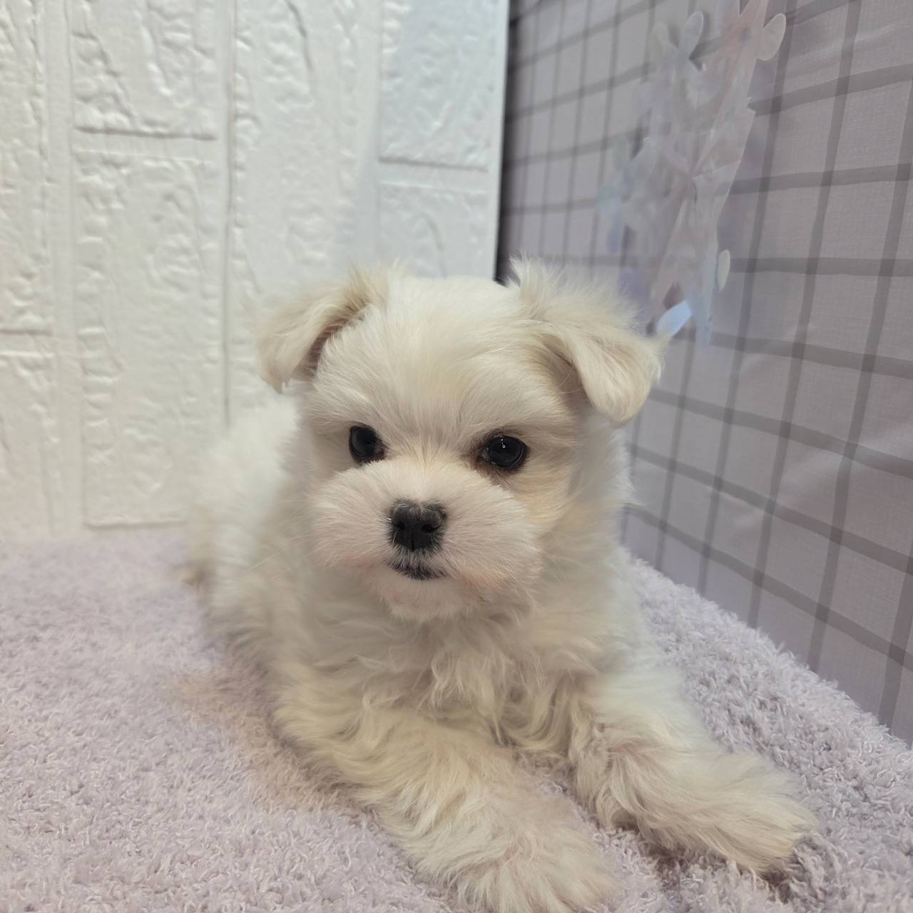 長野県のマルチーズ (犬の家＆猫の里カインズ梓川店/2026年1月12日生まれ/女の子/ホワイト)の子犬の4枚目の画像