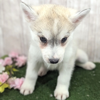 神奈川県のシベリアンハスキー (犬の家＆猫の里小田原店/2026年1月12日生まれ/女の子/シルバーホワイト)の子犬の4枚目の画像