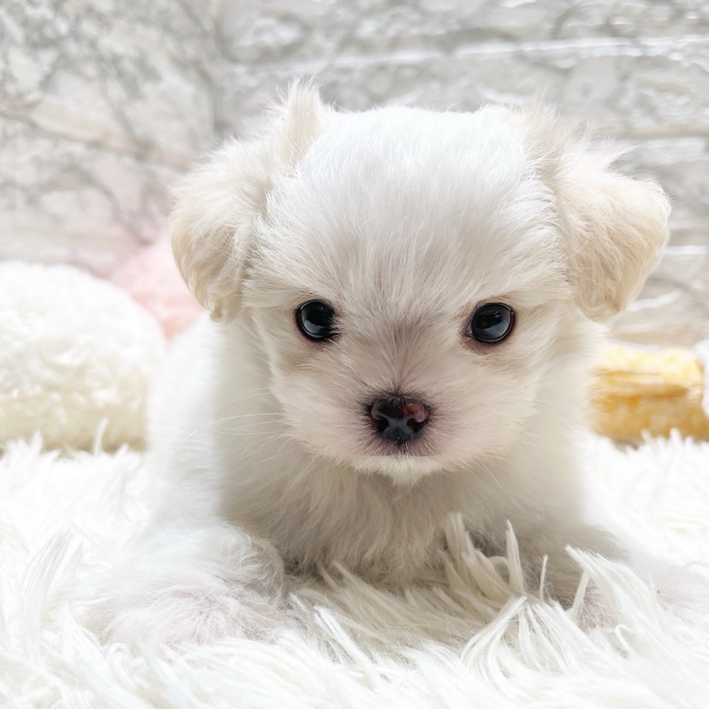 ハーフ犬男の子の写真