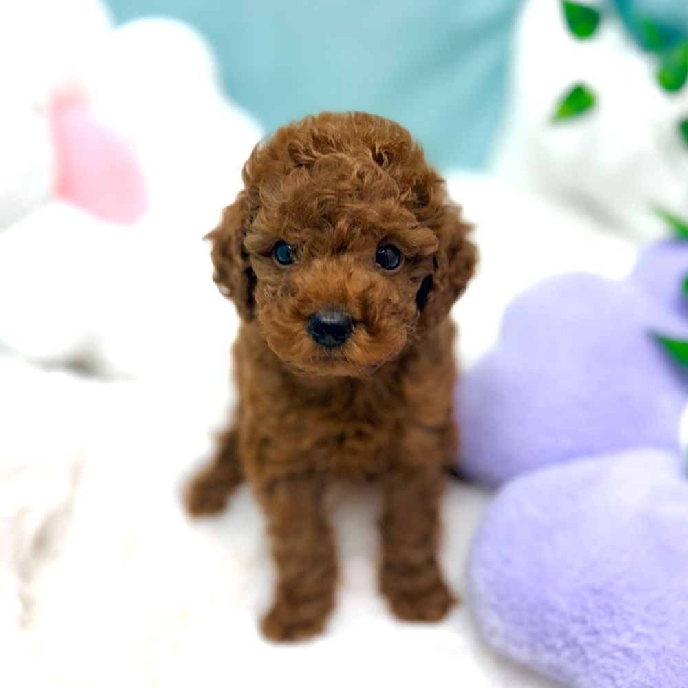 愛知県のトイプードル(トイ) (犬の家＆猫の里愛知刈谷店/2026年1月13日生まれ/男の子/レッドフォーン)の子犬の1枚目の画像