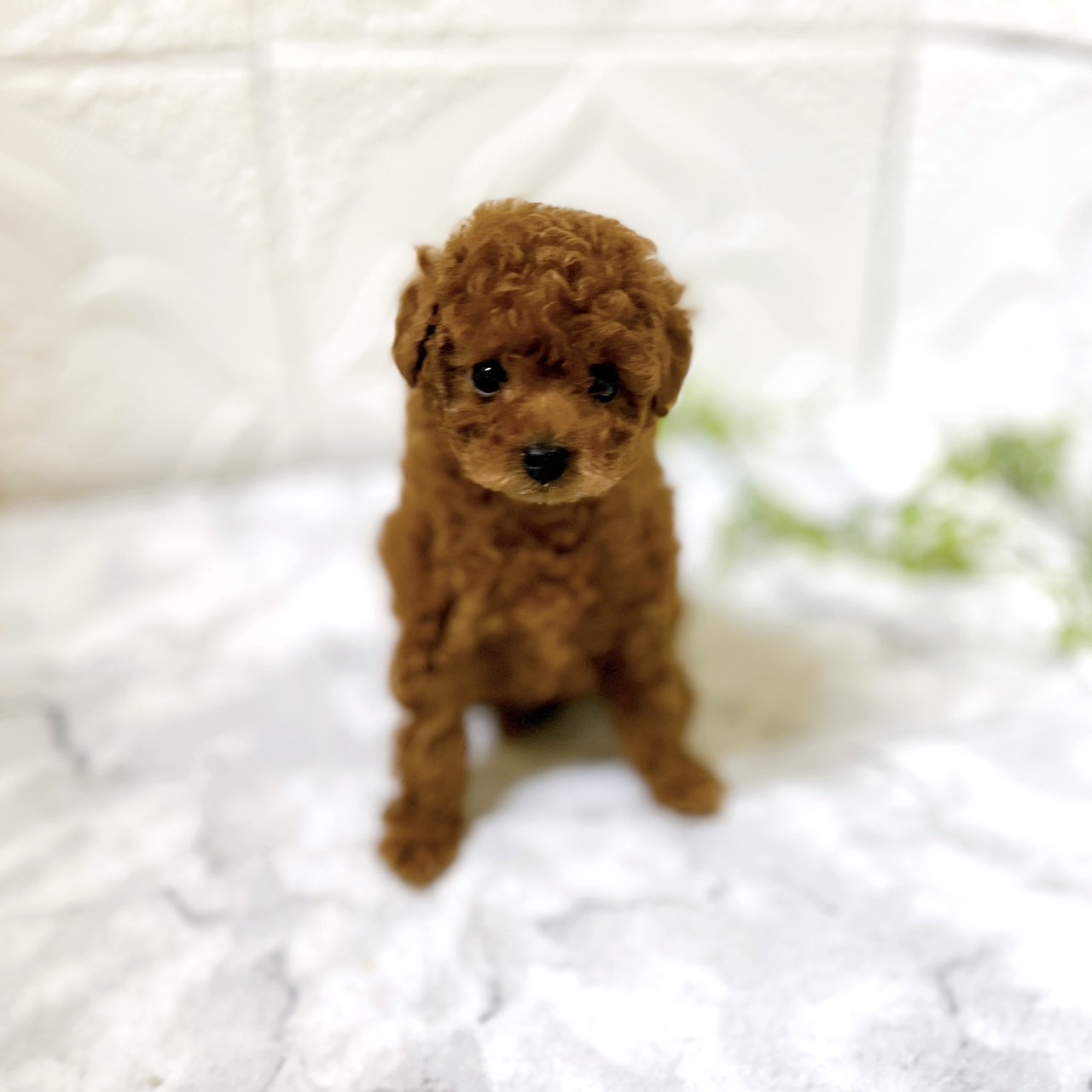 愛知県のトイプードル(トイ) (犬の家＆猫の里岡崎店/2026年1月13日生まれ/男の子/レッドフォーン)の子犬の1枚目の画像