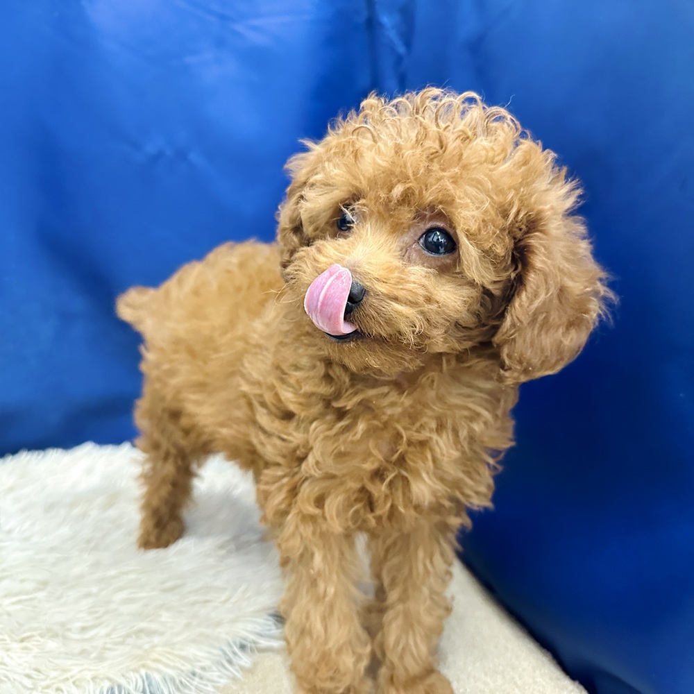 岐阜県のトイプードル(トイ) (犬の家＆猫の里中津川店/2025年12月30日生まれ/女の子/レッド)の子犬の4枚目の画像