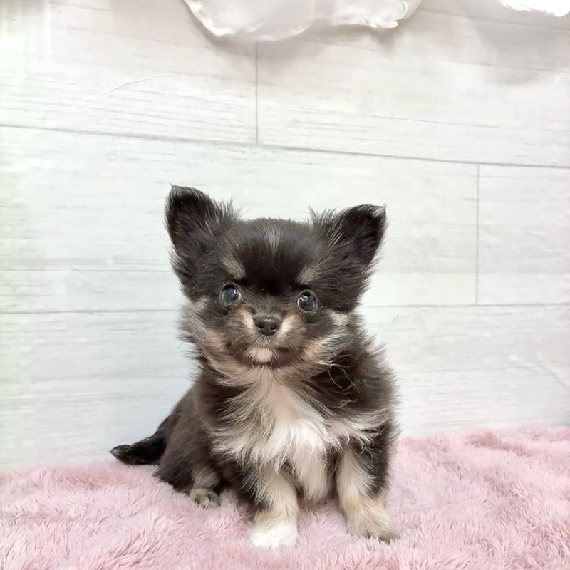 愛知県のチワワ(ロング) (犬の家＆猫の里碧南店/2026年1月12日生まれ/男の子/ブラックタンホワイト)の子犬の4枚目の画像