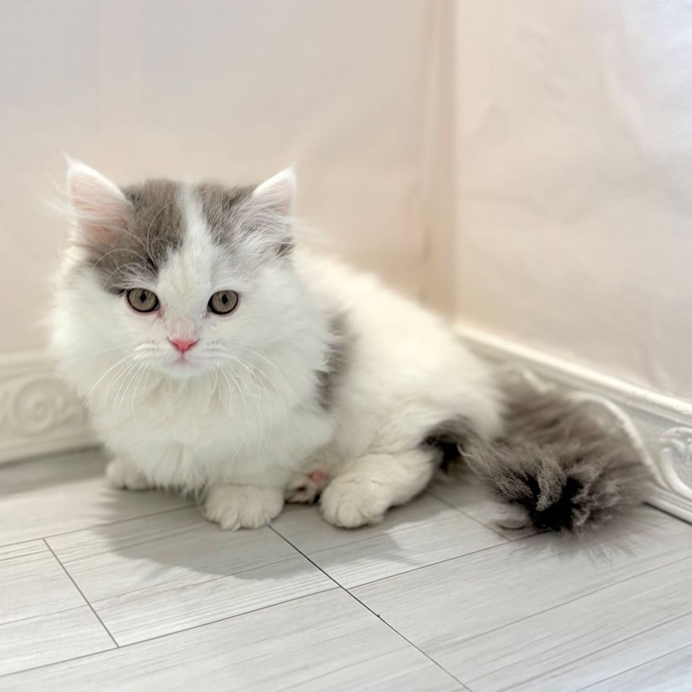 愛知県のミヌエット (犬の家＆猫の里春日井本店/2025年12月25日生まれ/女の子/ブルータビーホワイトバン)の子猫の4枚目の画像