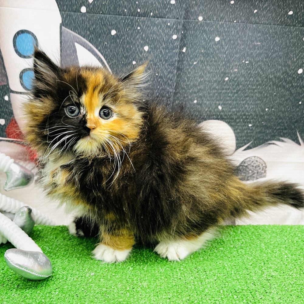 愛知県のサイベリアン (犬の家＆猫の里名古屋天白店/2026年1月13日生まれ/女の子/ブラウンパッチドタビーホワイト)の子猫の4枚目の画像