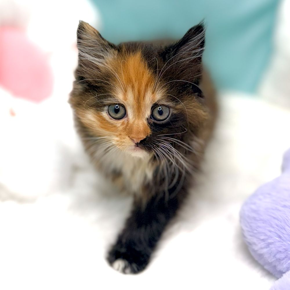 愛知県のサイベリアン (犬の家＆猫の里愛知刈谷店/2026年1月13日生まれ/女の子/ブラウンパッチドタビーホワイト)の子猫の4枚目の画像