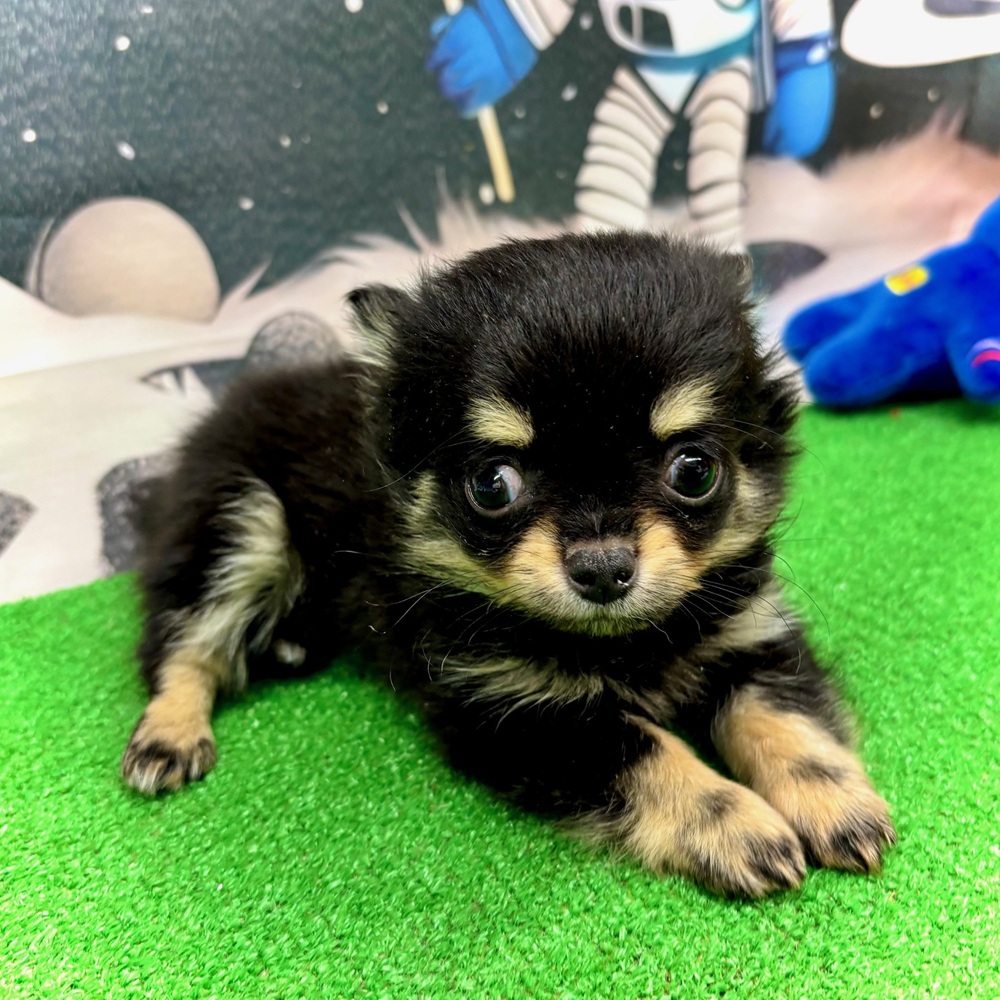 愛知県のチワワ(ロング) (犬の家＆猫の里名古屋天白店/2026年1月11日生まれ/男の子/ブラックタン)の子犬の4枚目の画像